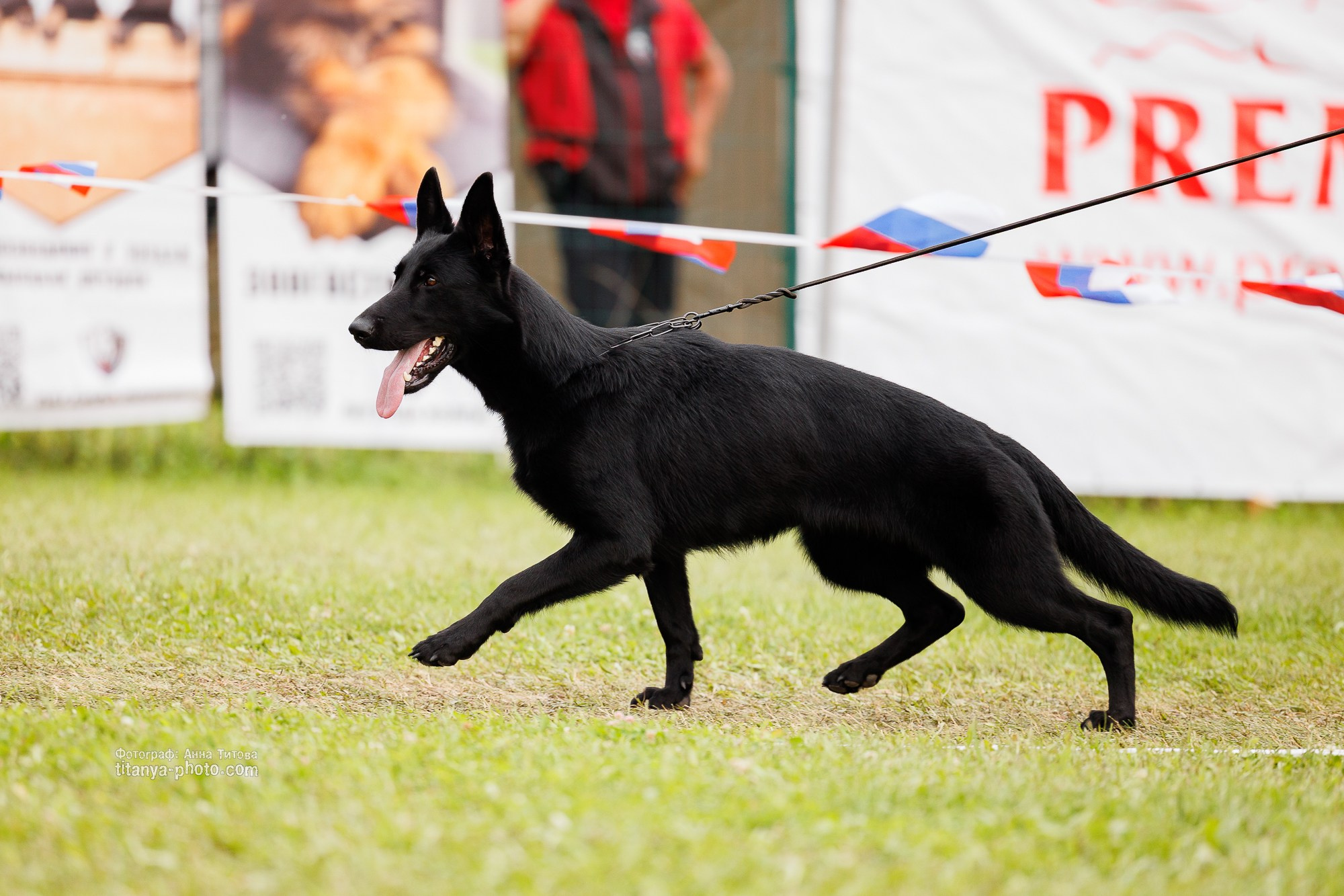 Немецкие овчарки: фото из рингов и вне ринга, мутпроба (фотографии с выставок). Фотограф собак, фотограф-анималист Аня Титова (Titanya). Москва