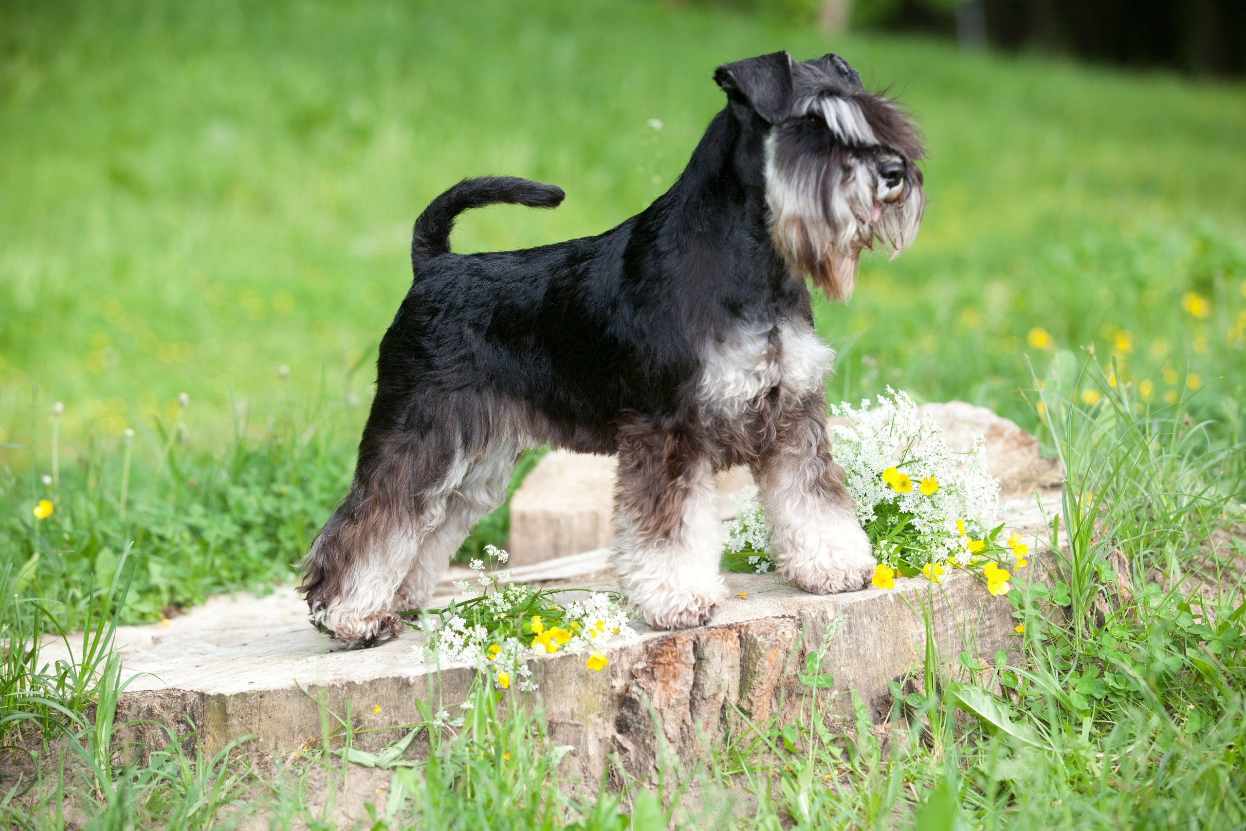 Питомник Делинсо Бэлэнс, щенки цвергшнауцера, купить щенка цвергшнауцера, питомник цвергшнауцеров, кобель цвергшнауцера для вязки, щенок цвергшнауцера, питомник цвергшнауцеров, черный с серебром, цверг, лучший питомник в беларуси, питомник цвергшнауцеров минск