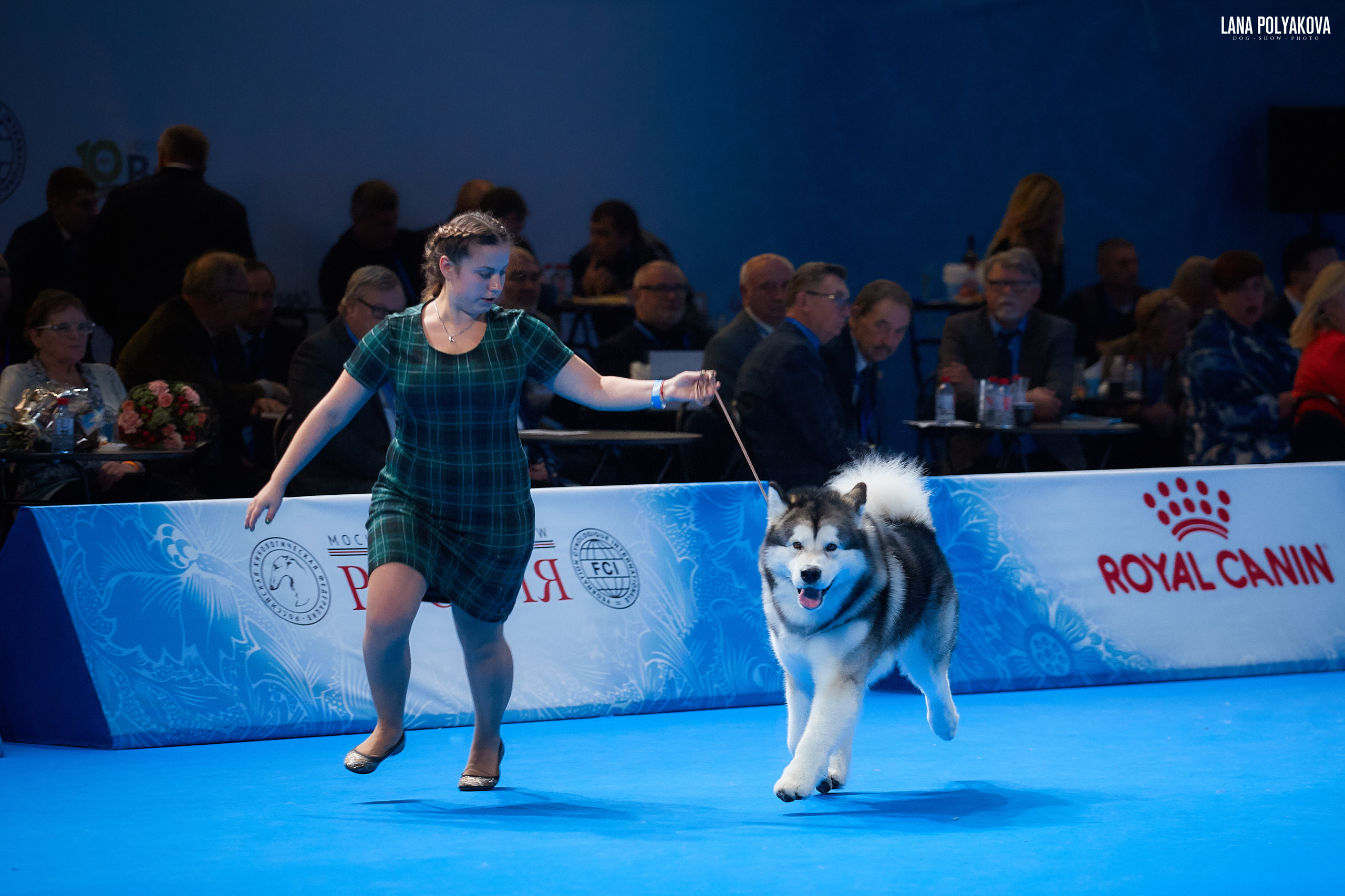 Аляскинский маламут 
РОССИЯ - 2018, 2 день
04.11.2018