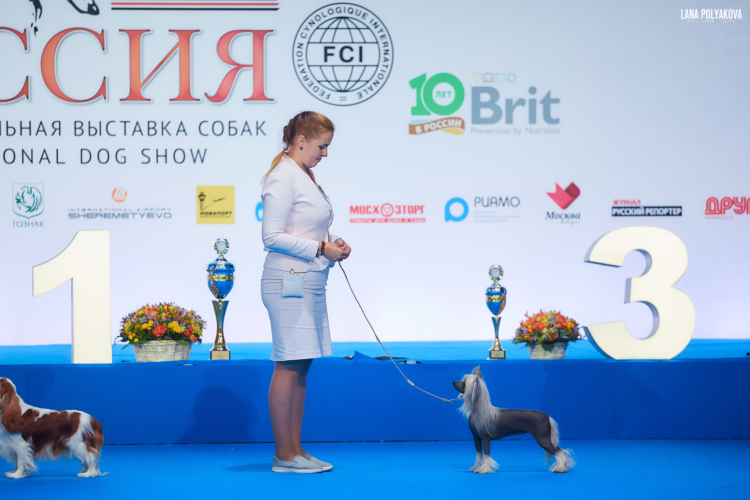 Китайская хохлатая
Главный ринг
РОССИЯ - 2018, 2 день
04.11.2018