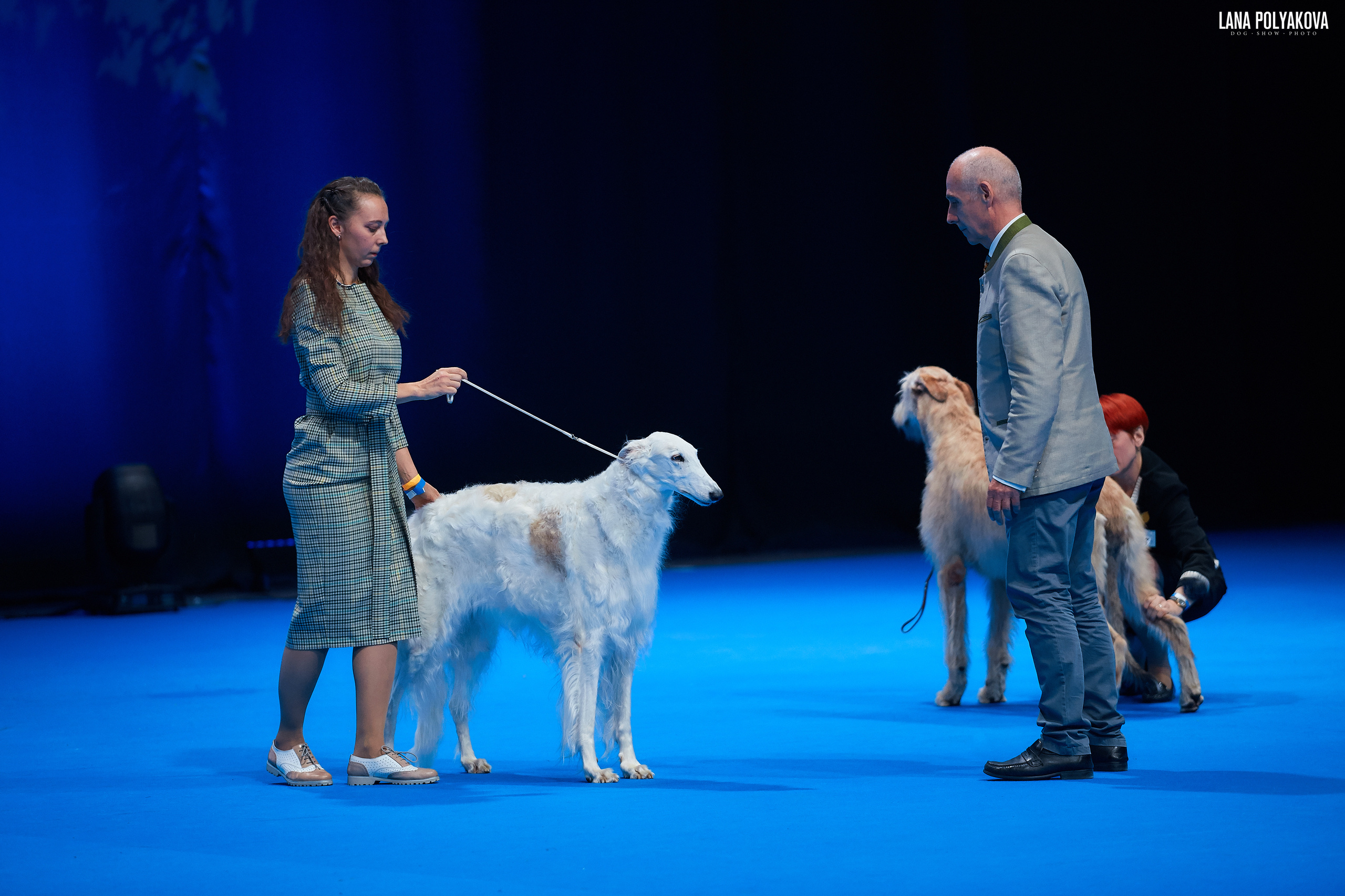 РПБ
Русская псовая борзая
Главный ринг
РОССИЯ - 2018, 2 день
04.11.2018