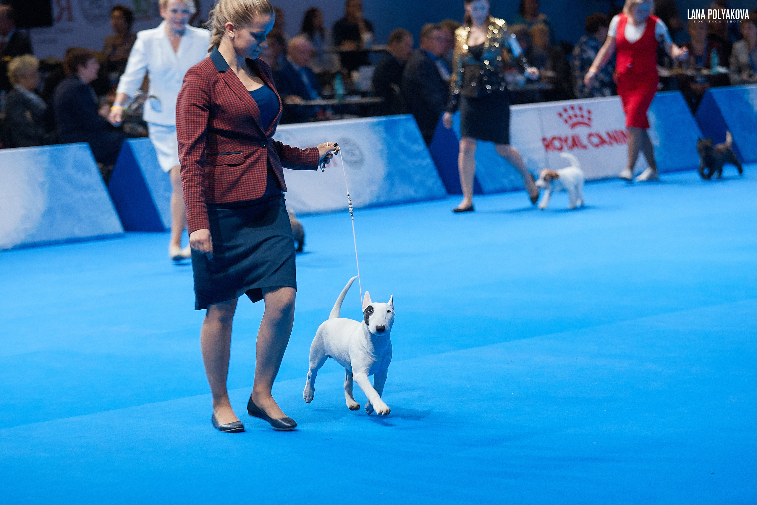 Главный ринг
Бэст бэби
Миниатюрный бультерьер Bullter Ego MN’s Monkey
РОССИЯ - 2018, 2 день
04.11.2018