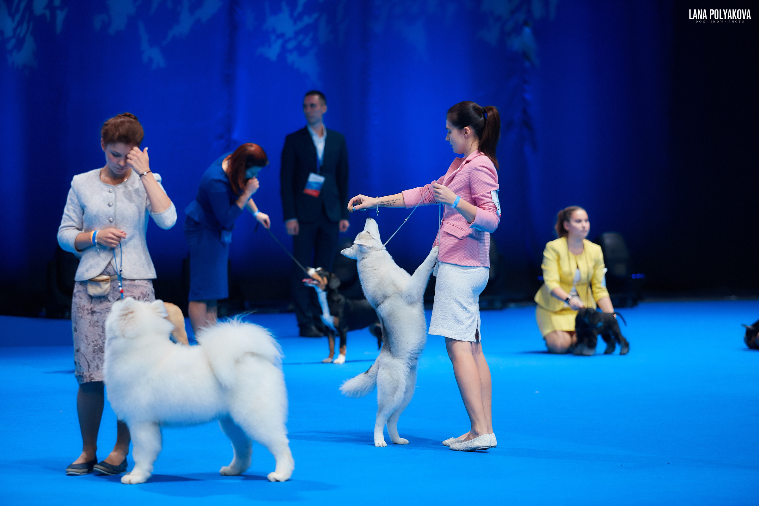 Сибирский хаски
Ринг бэби
РОССИЯ - 2018, 2 день
04.11.2018