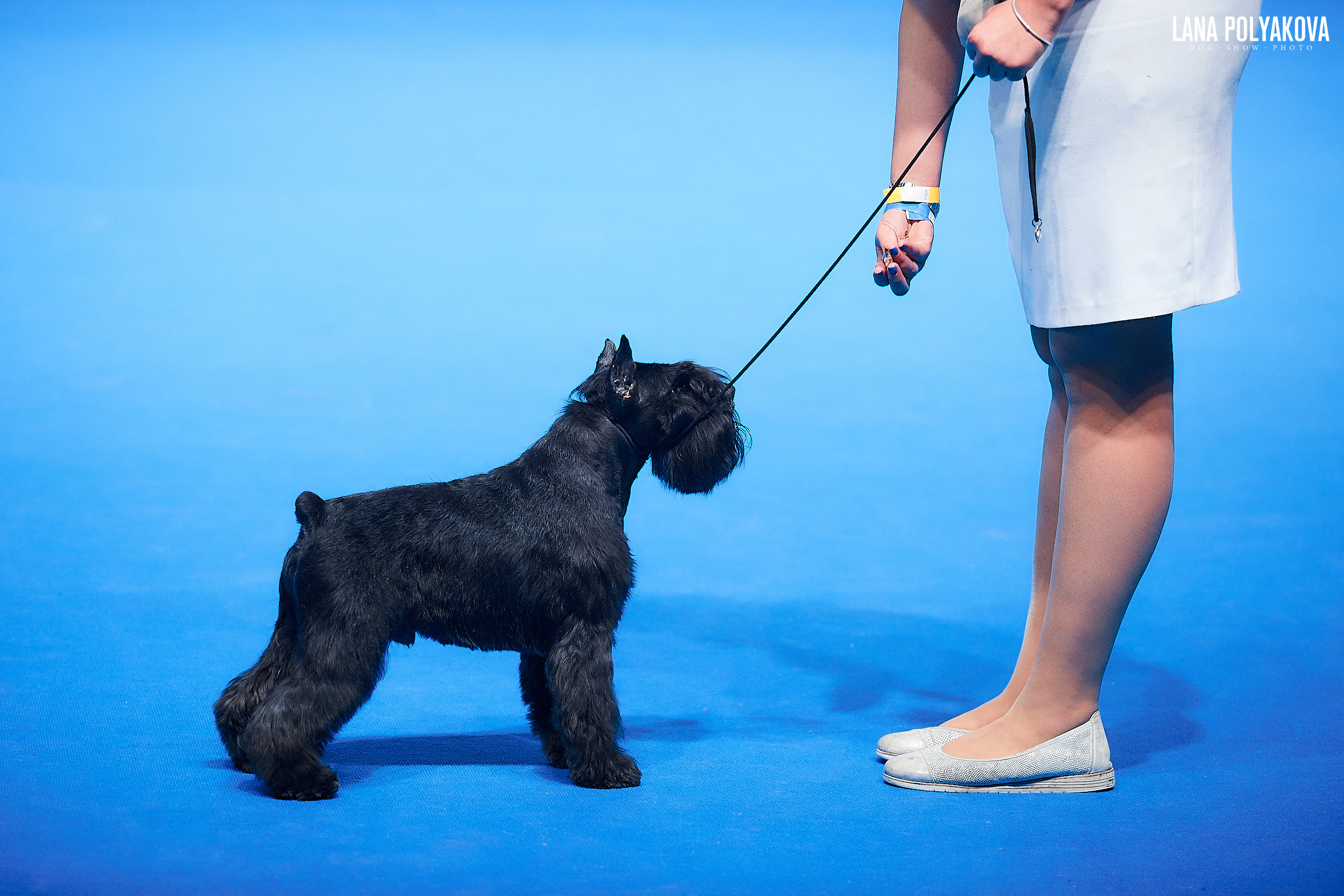 Цвергшнауцер
Главный ринг
РОССИЯ - 2018, 2 день
04.11.2018