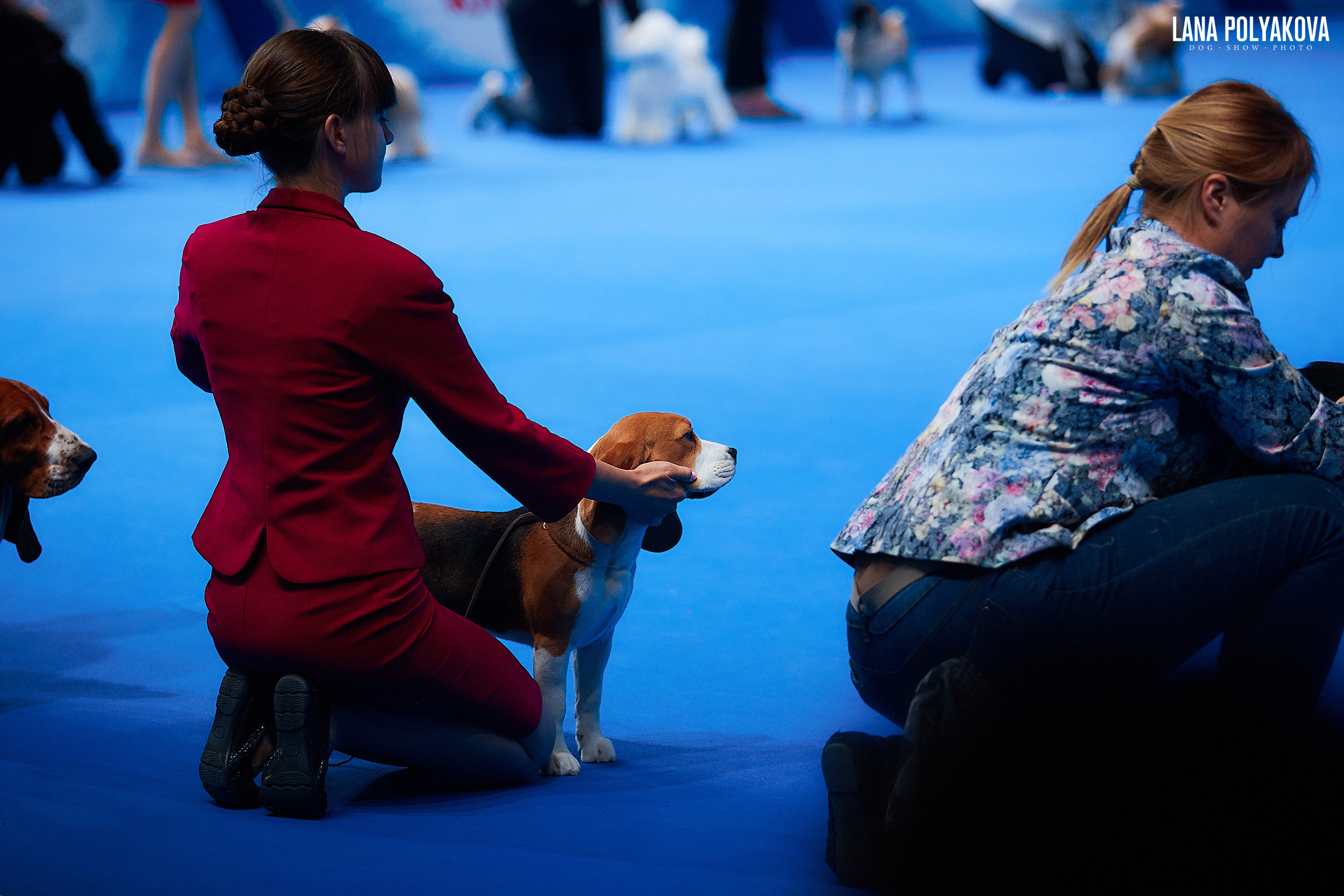 Бигль
Главный ринг
РОССИЯ - 2018, 2 день
04.11.2018