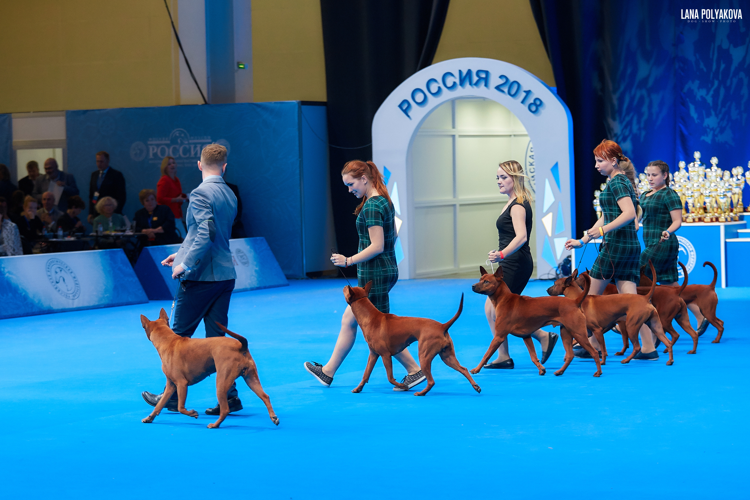 Тайский риджбек
Конкурс производителей
РОССИЯ - 2018, 2 день
04.11.2018