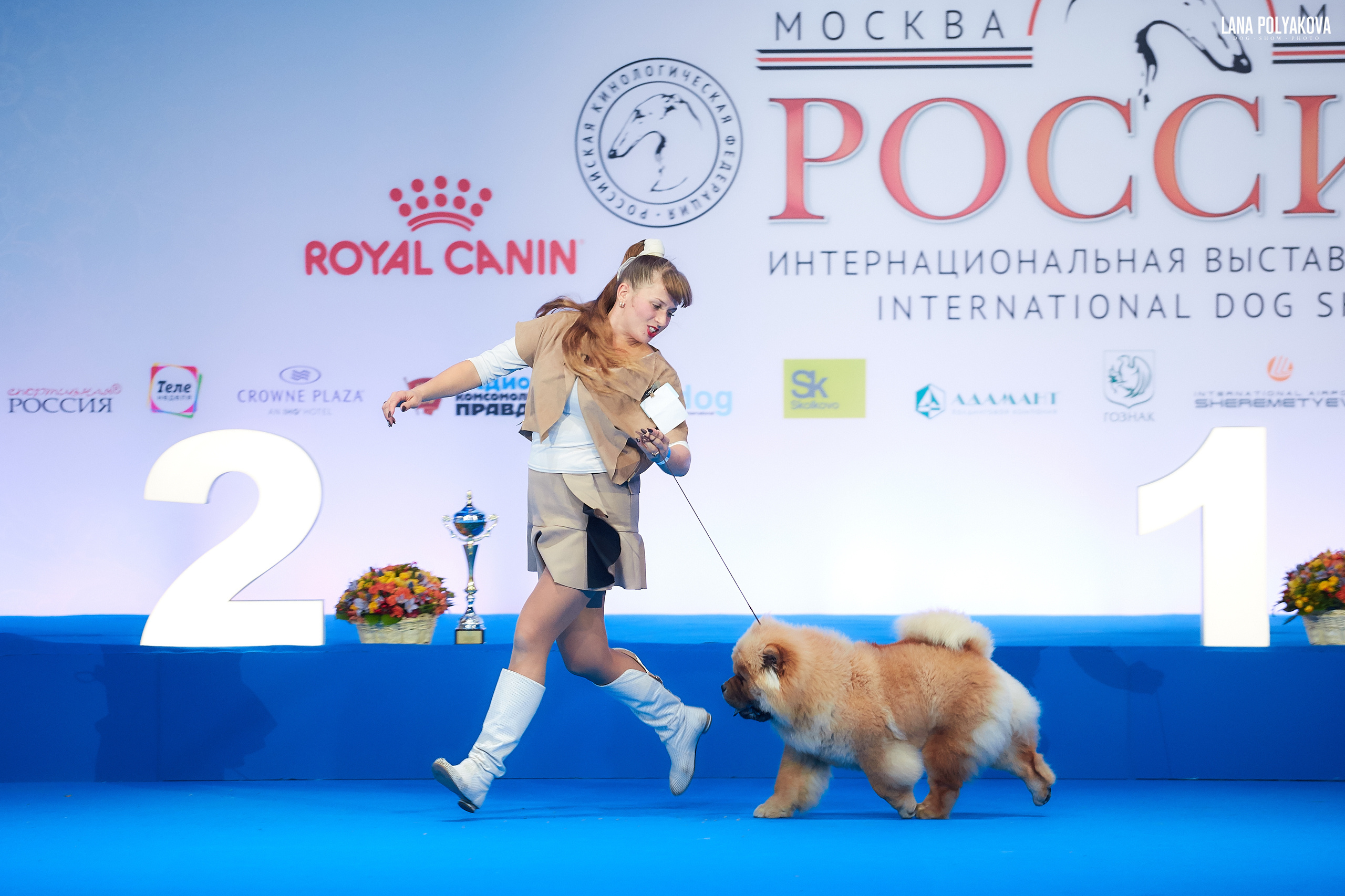 Чау-чау
Ринг щенков
РОССИЯ - 2018, 2 день
04.11.2018