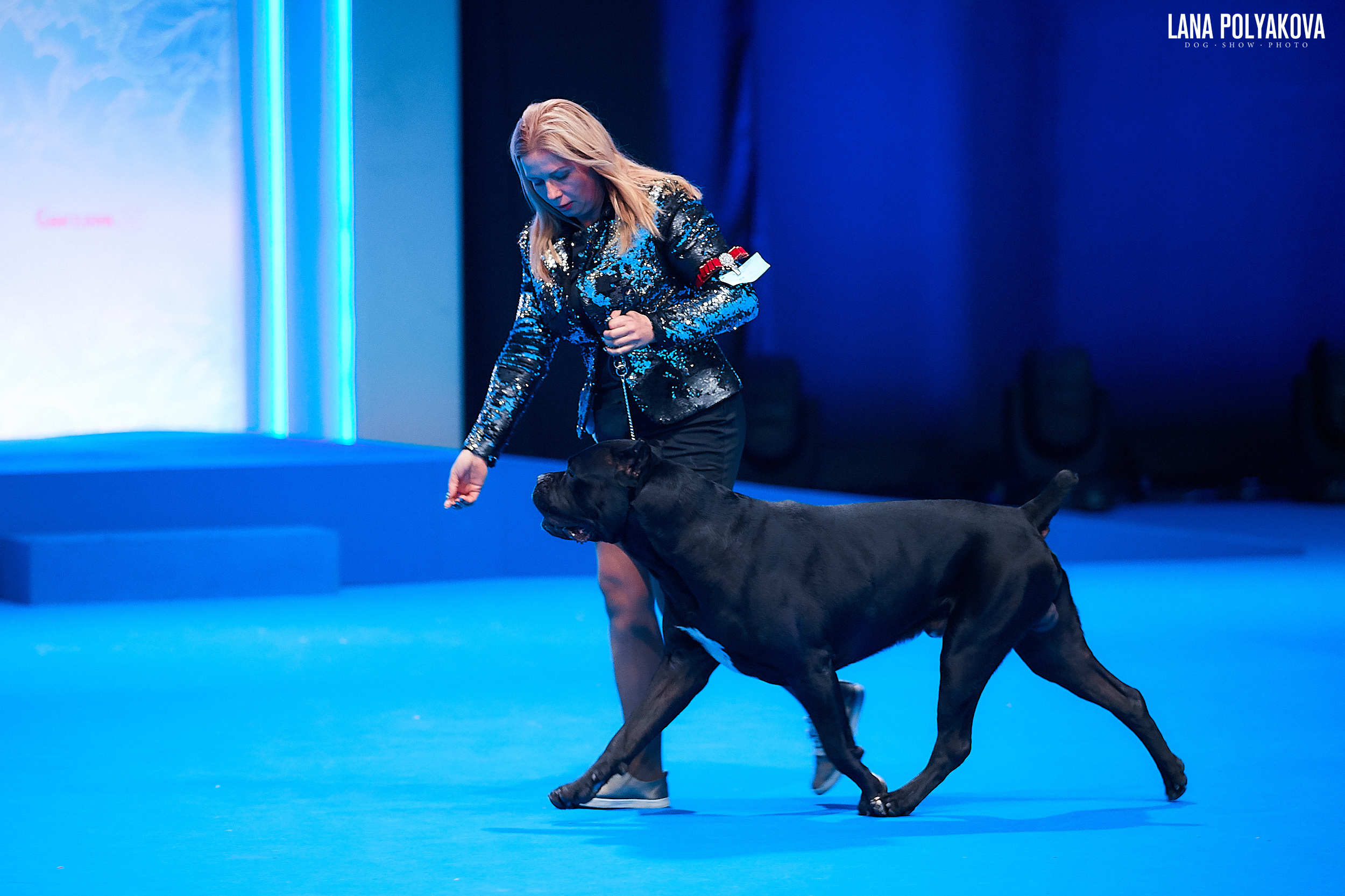 Кане-корсо
Главный ринг
РОССИЯ - 2018, 2 день
04.11.2018