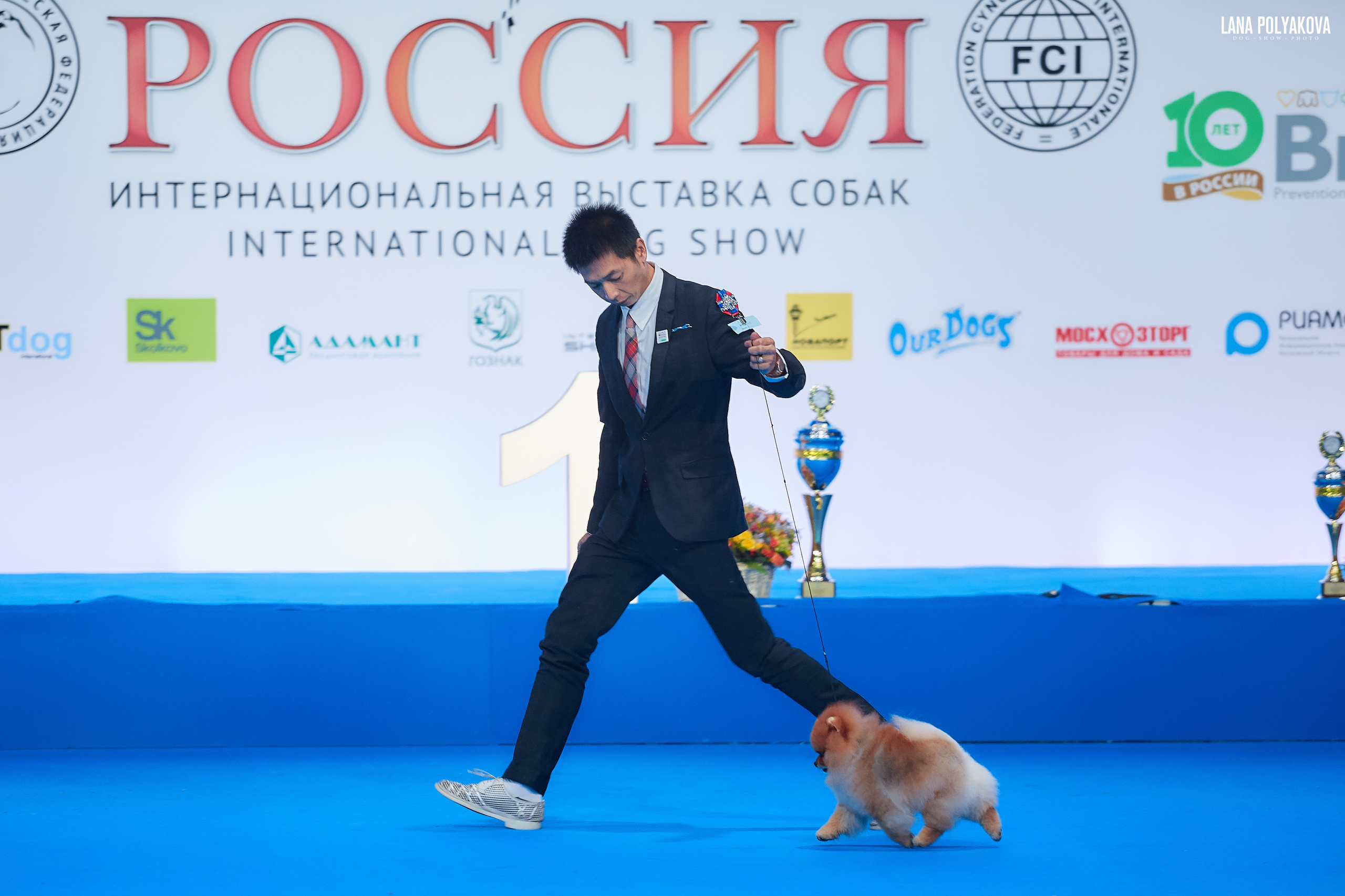 НЕМЕЦКИЙ ЦВЕРГШПИЦ / ПОМЕРАНСКИЙ ШПИЦ / DEUTSCHER SPITZ - ZWERGSPITZ/POMERANIAN
POMSADMIRER'S PREMIUM LIMITED EDITION
ЛУЧШИЙ ГРУППЫ. ПОБЕДИТЕЛЬ 5 ГРУППЫ FCI
РОССИЯ - 2018, 2 день
04.11.2018