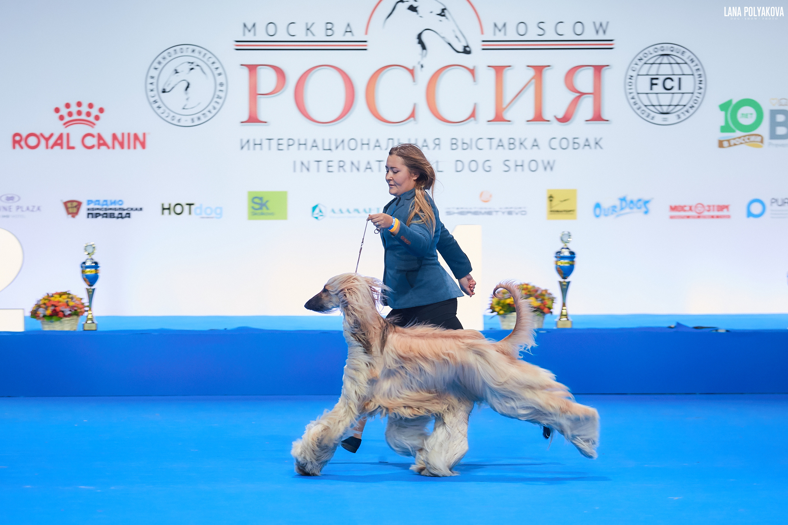 Афганская борзая
Главный ринг
РОССИЯ - 2018, 2 день
04.11.2018