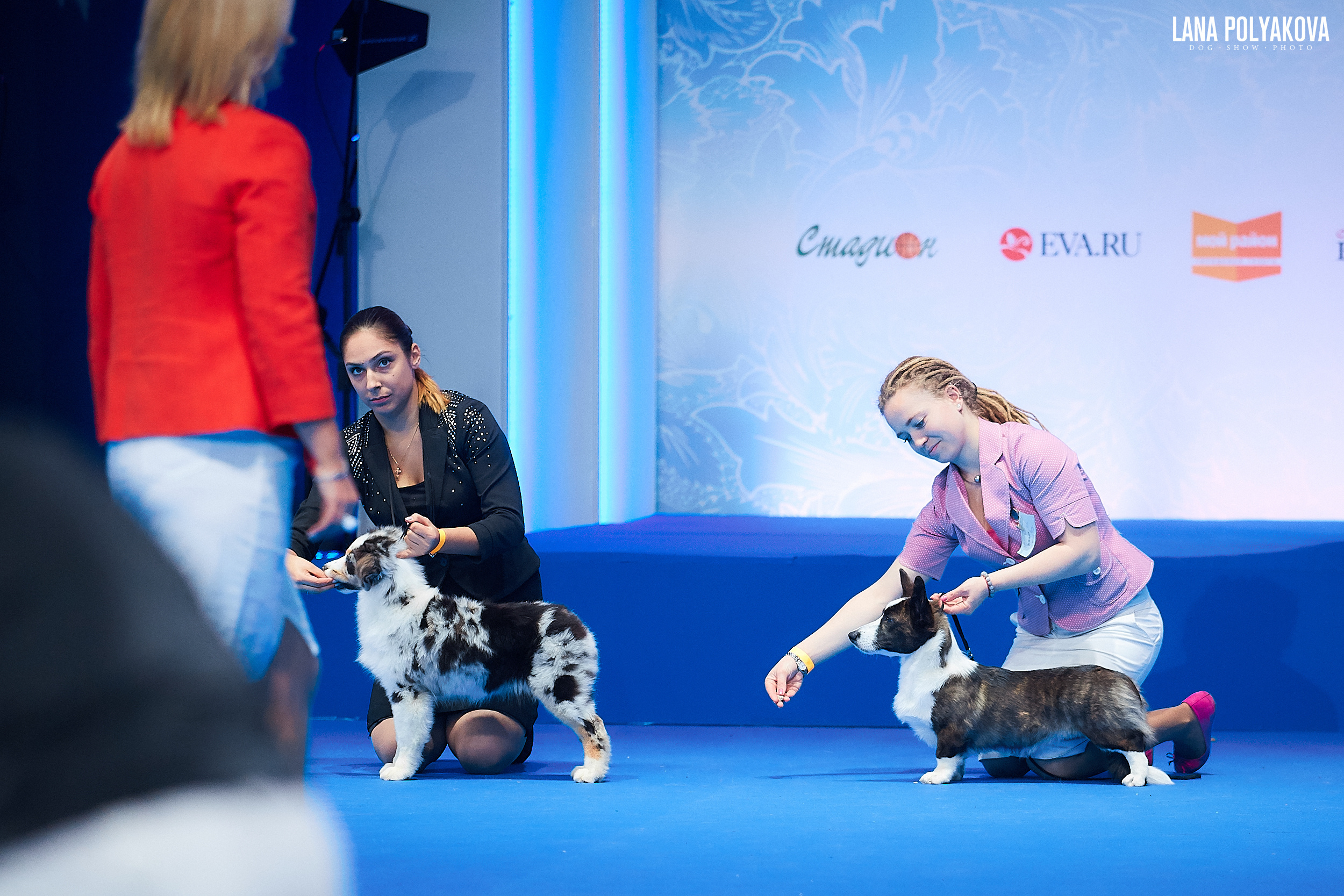 Аусси, вельш корги кардиган
Главный ринг
РОССИЯ - 2018, 2 день
04.11.2018