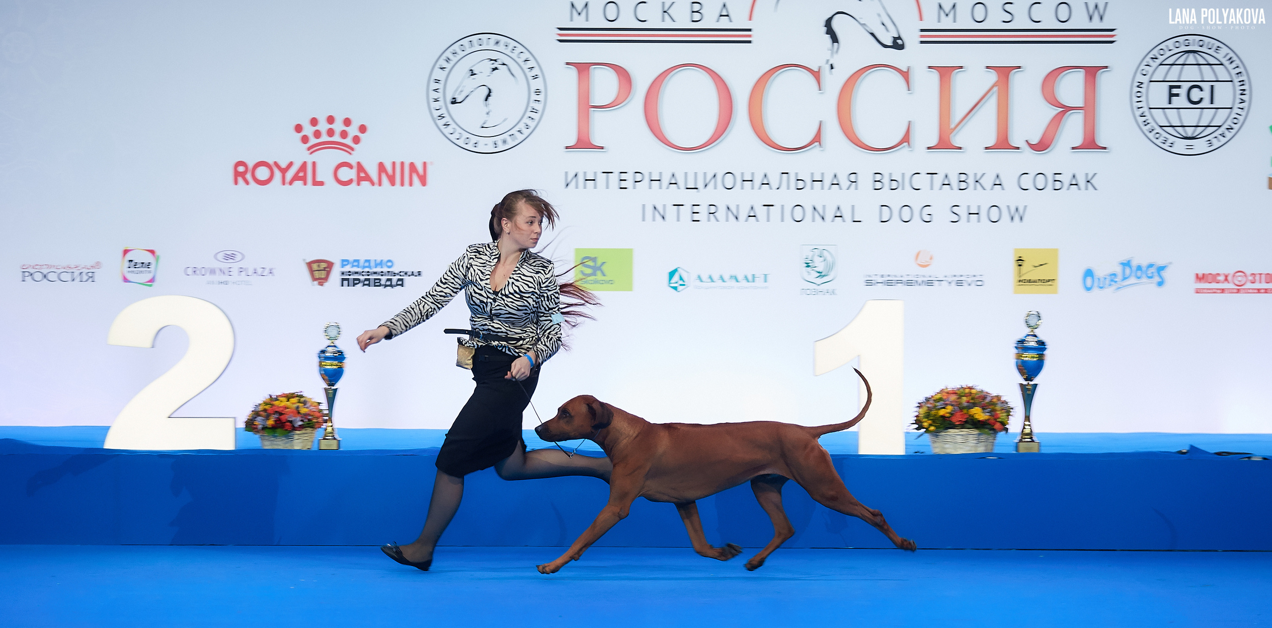 Родезийский риджбек
Главный ринг
РОССИЯ - 2018, 2 день
04.11.2018