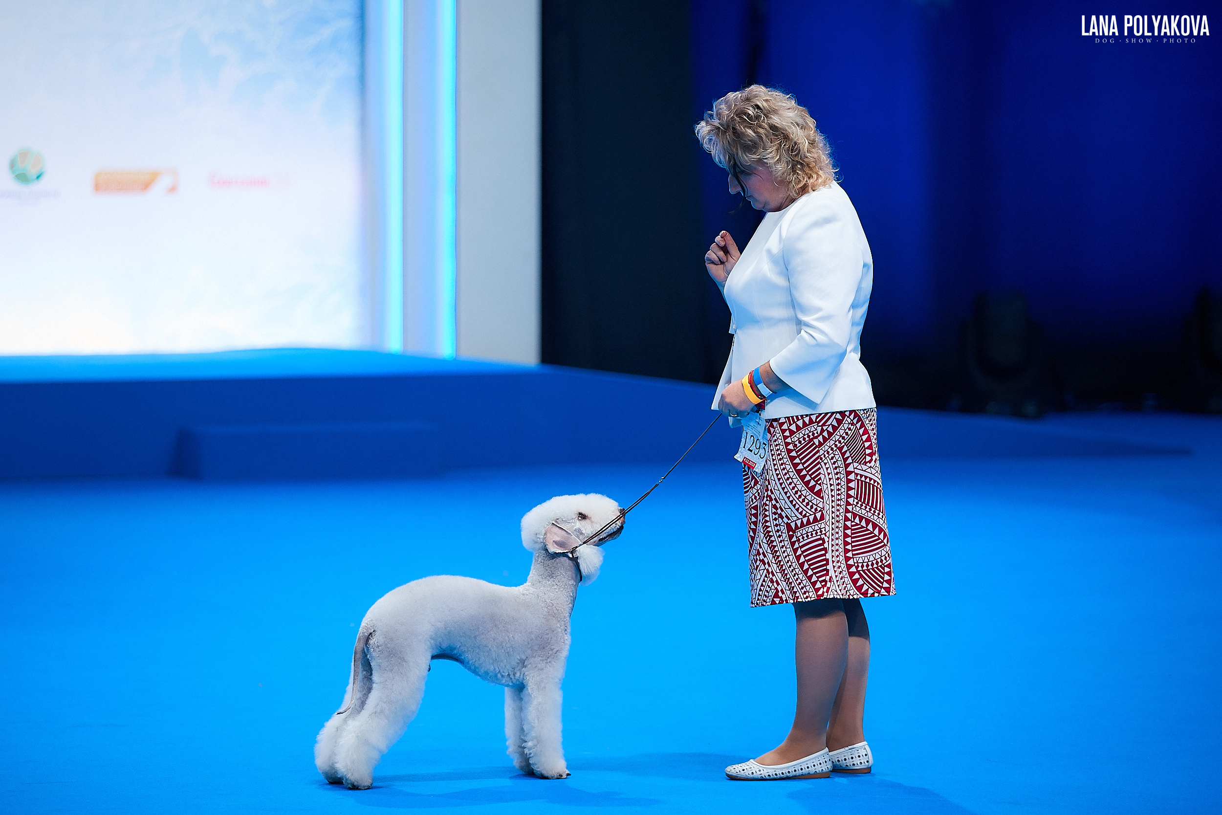 Бедлингтон-терьер
РОССИЯ - 2018, 2 день
04.11.2018