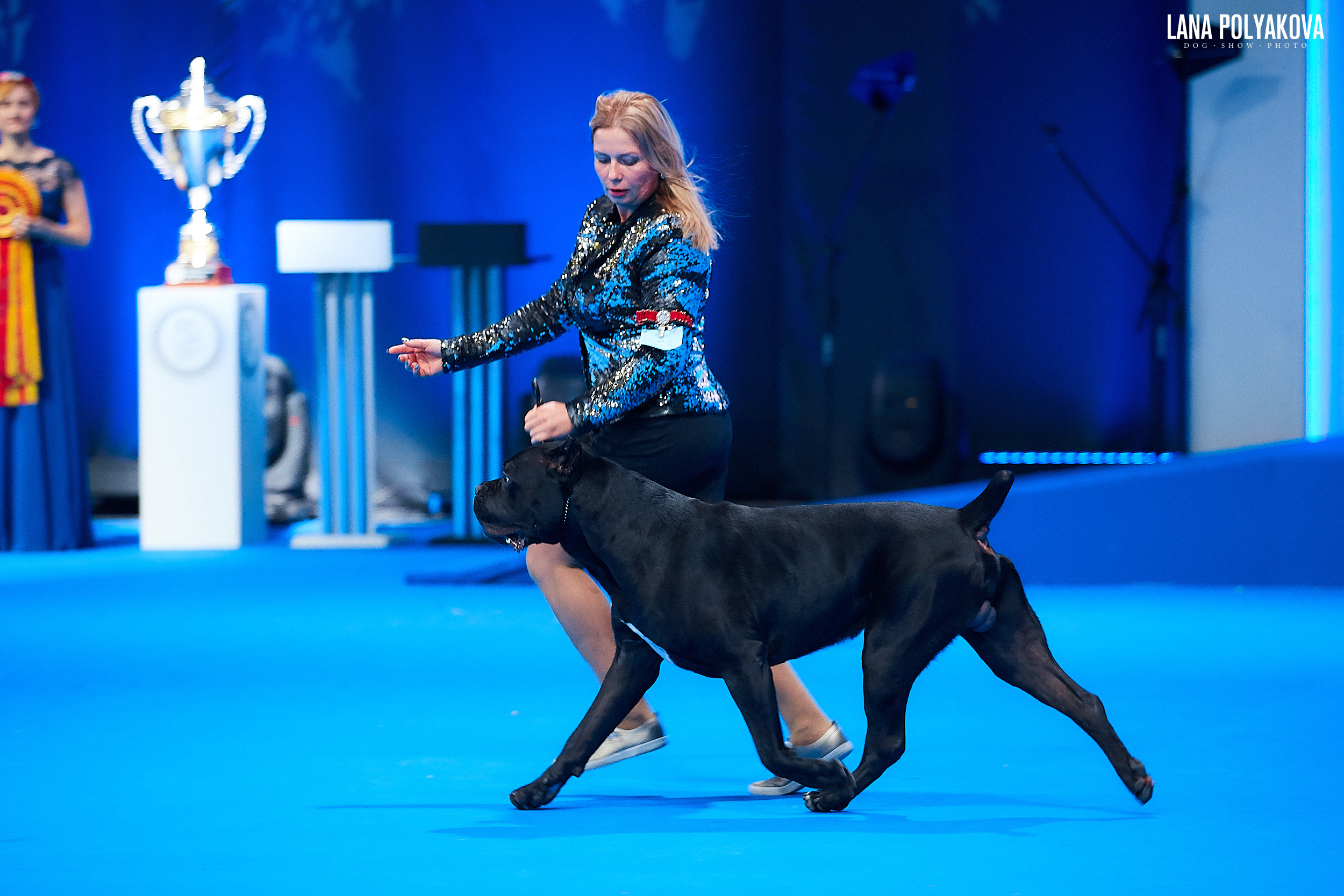 Кане-корсо
Главный ринг
РОССИЯ - 2018, 2 день
04.11.2018