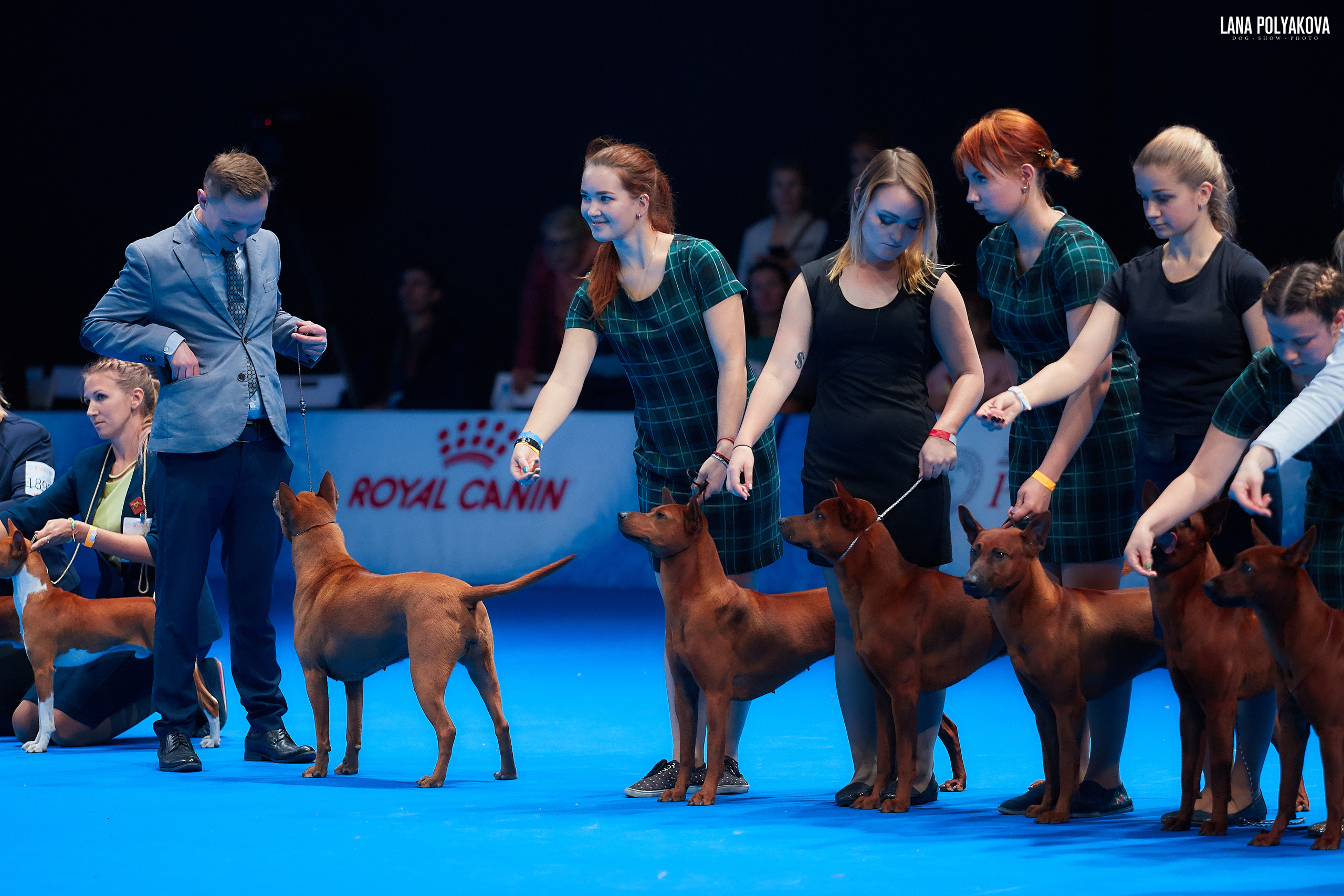 Тайский риджбек
Конкурс производителей
РОССИЯ - 2018, 2 день
04.11.2018