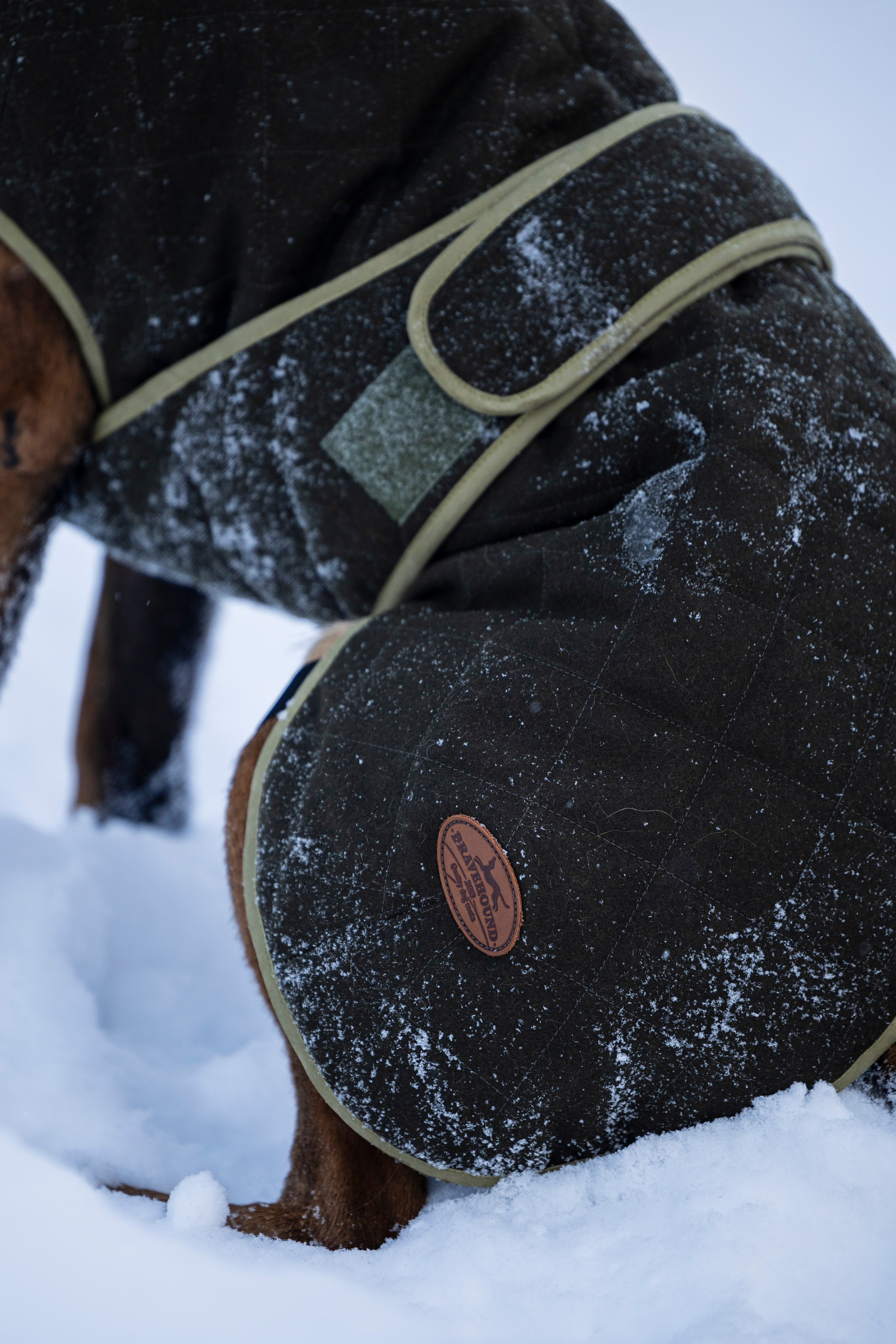 Брейвхунд. Фотограф-анималист Анна Маринич