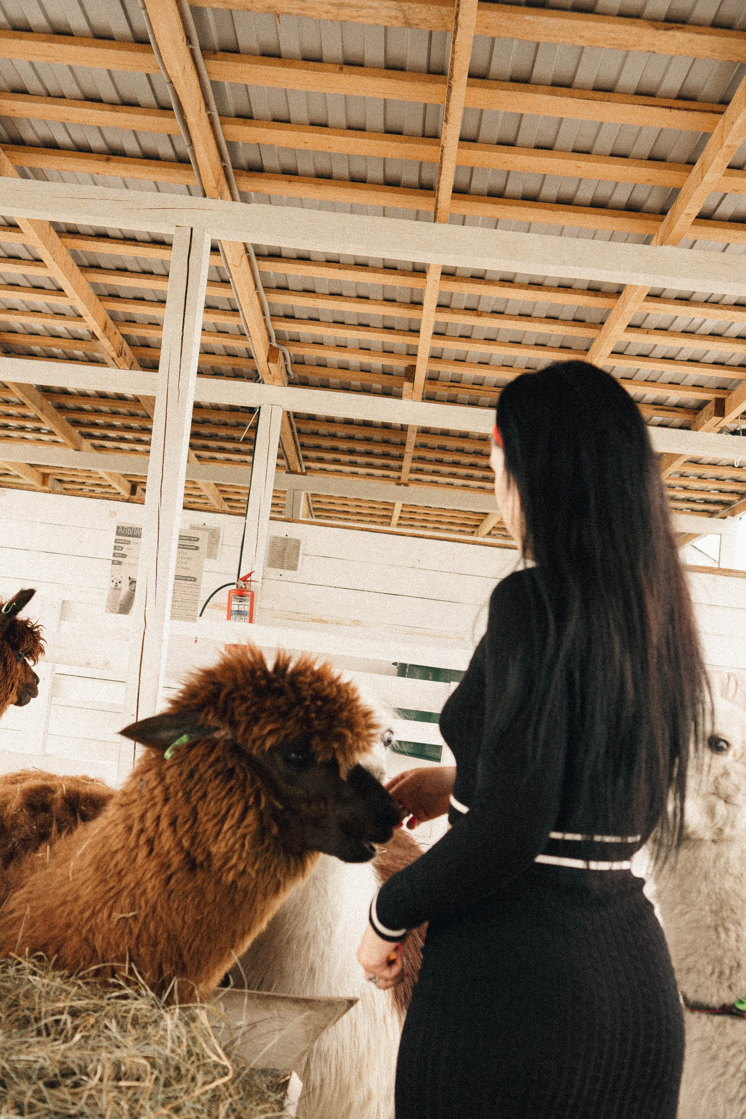 Ферма Альпак. Профессиональный фотограф, Санкт-Петербург — Виктория Богомолова