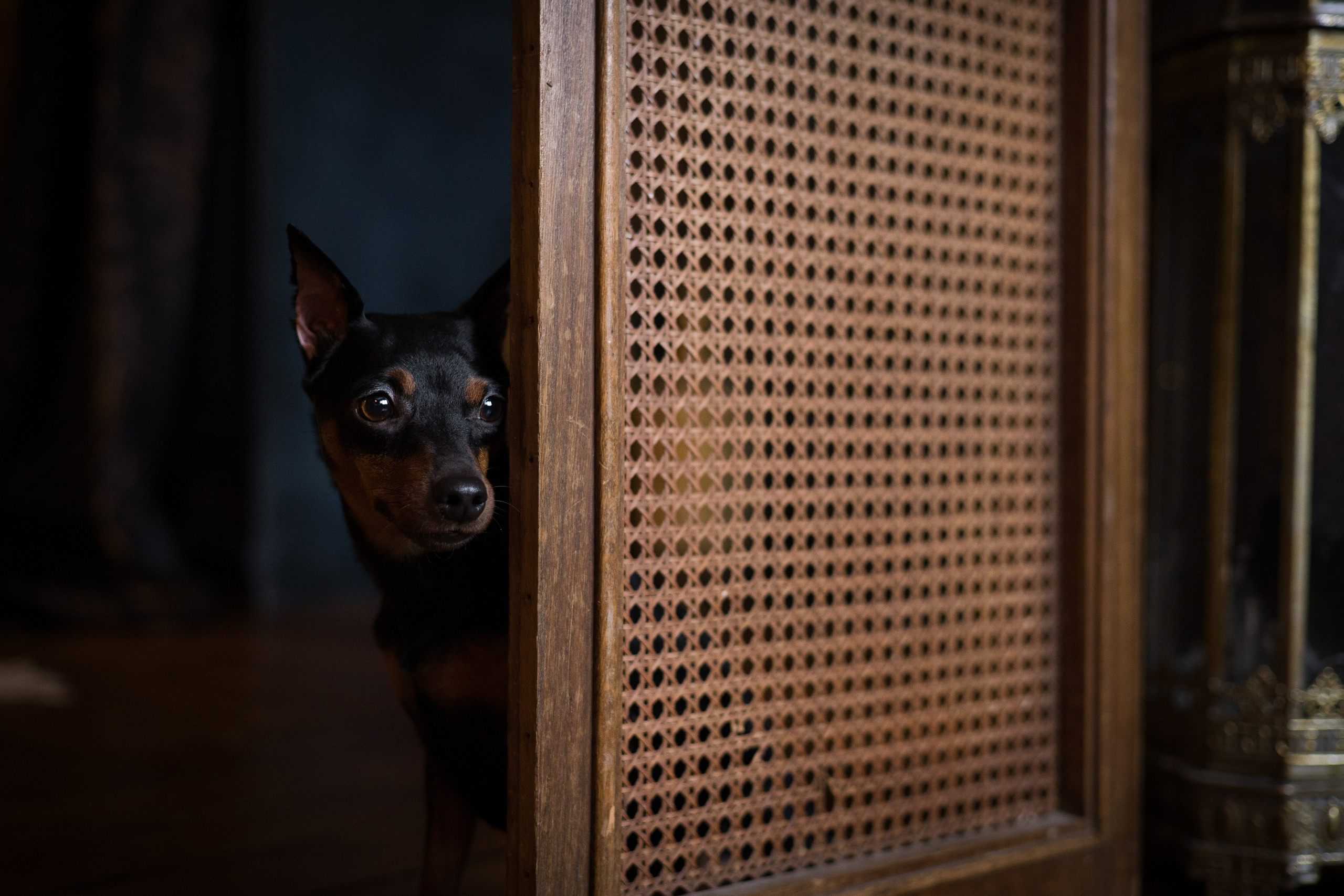 Портфолио. Фотограф-анималист в Екатеринбурге Марина Шишкина