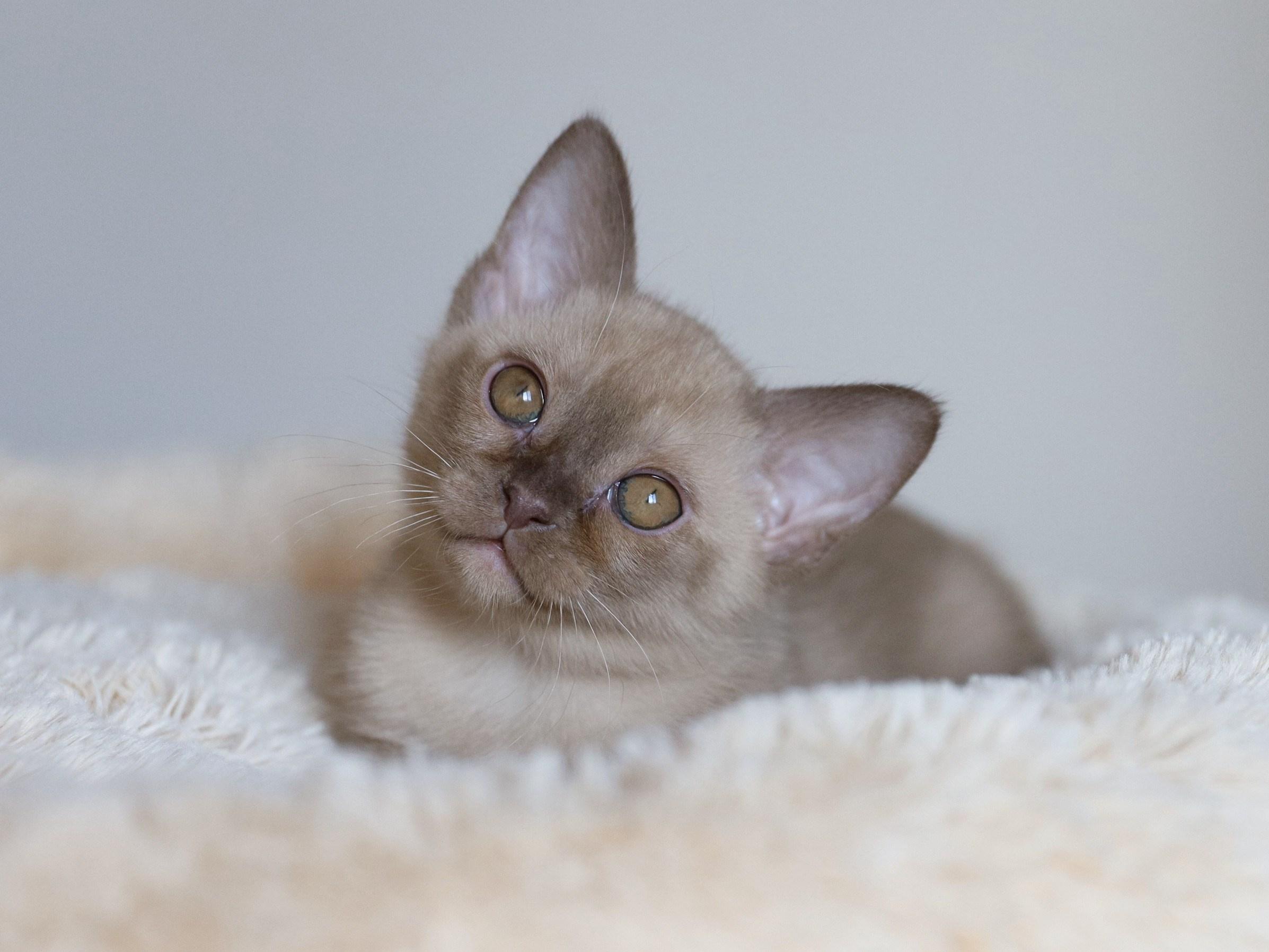 Caesar. Питомник «Bouncy Life»