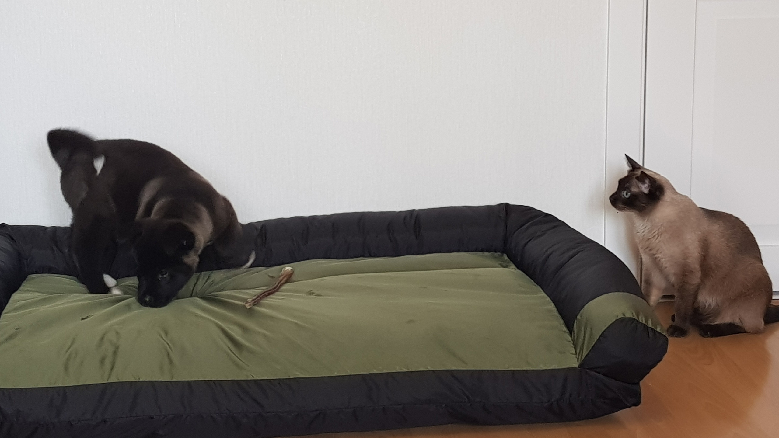 Американская акита питомник RUBYLIGHT. Американская акита I Сиба ину I Питомник RUBYLIGHT