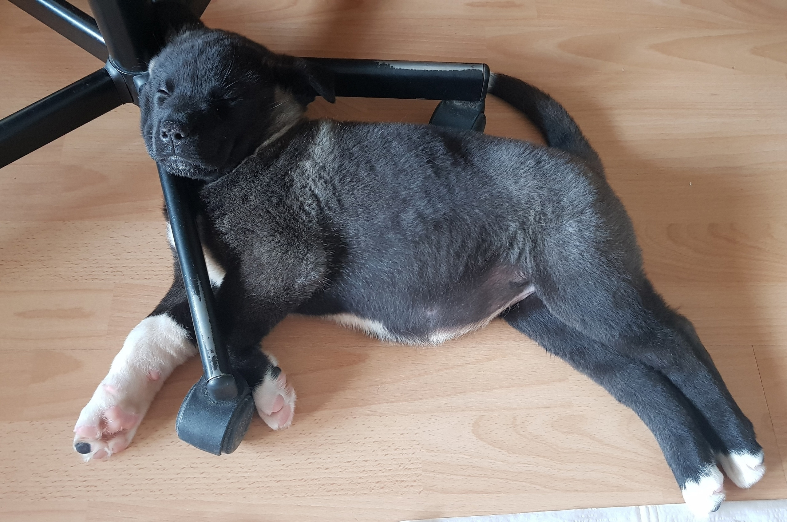 Американская акита питомник RUBYLIGHT. Американская акита I Сиба ину I Питомник RUBYLIGHT