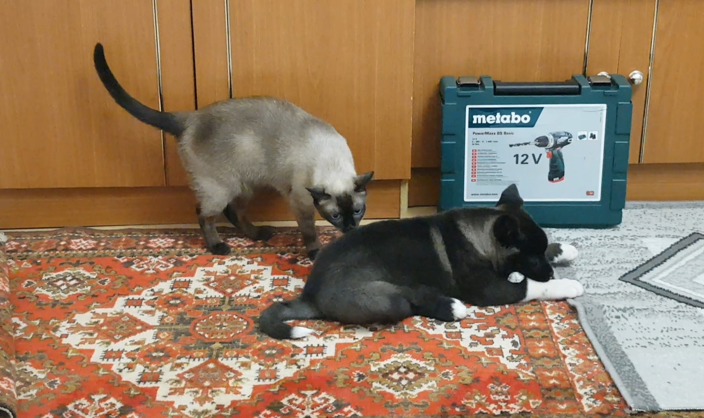 Американская акита питомник RUBYLIGHT. Американская акита I Сиба ину I Питомник RUBYLIGHT