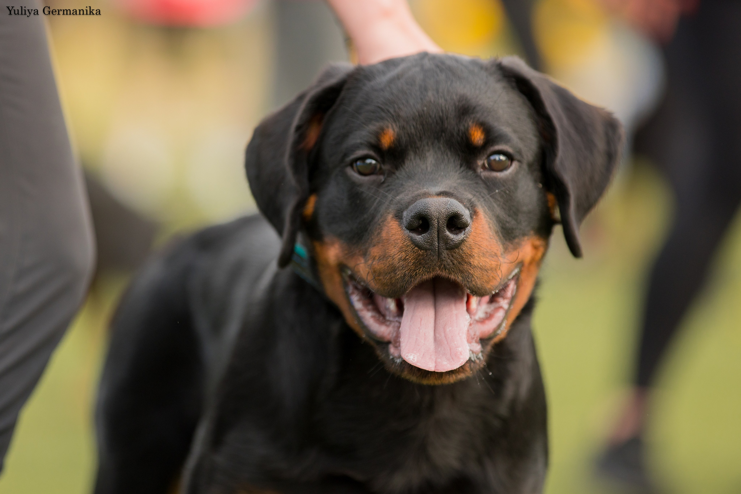 Анапа 16-17.09.2023 моно ротвейлеров. Фотограф-анималист Юлия Германика