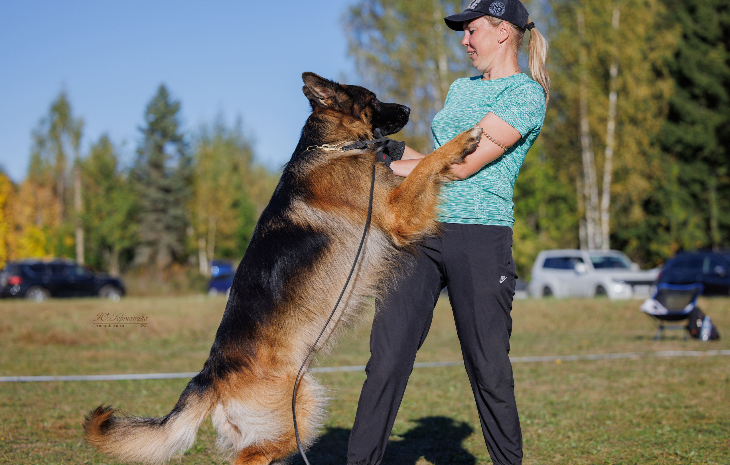 Тверь немецкие овчарки 22.09.2024. Фотограф-анималист Юлия Германика