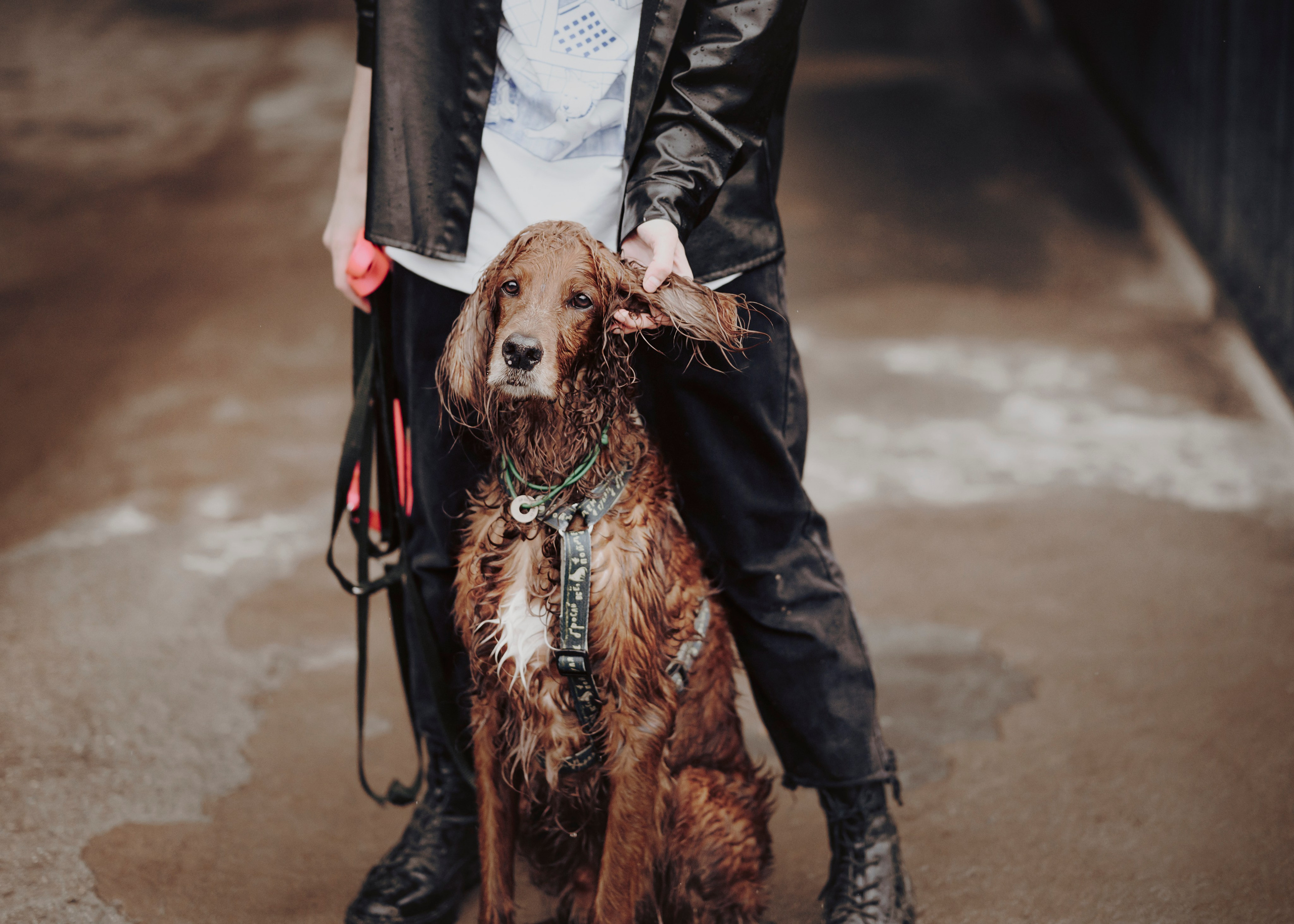 Рейн. Фотограф- анималист Александра Матвеева