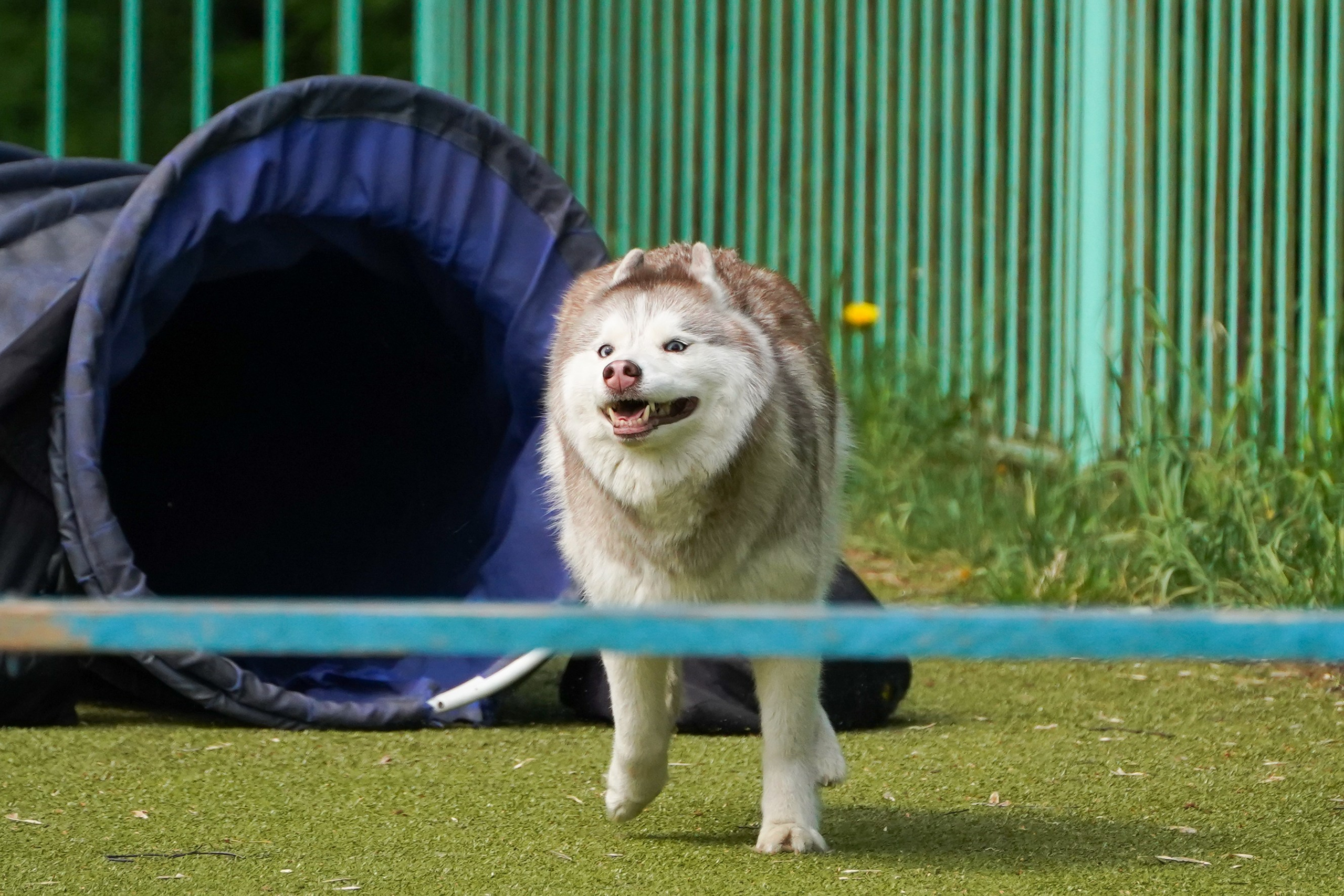 Аджилити 25.05.24, Санкт-Петербург. Фотограф-анималист Анастасия Большакова