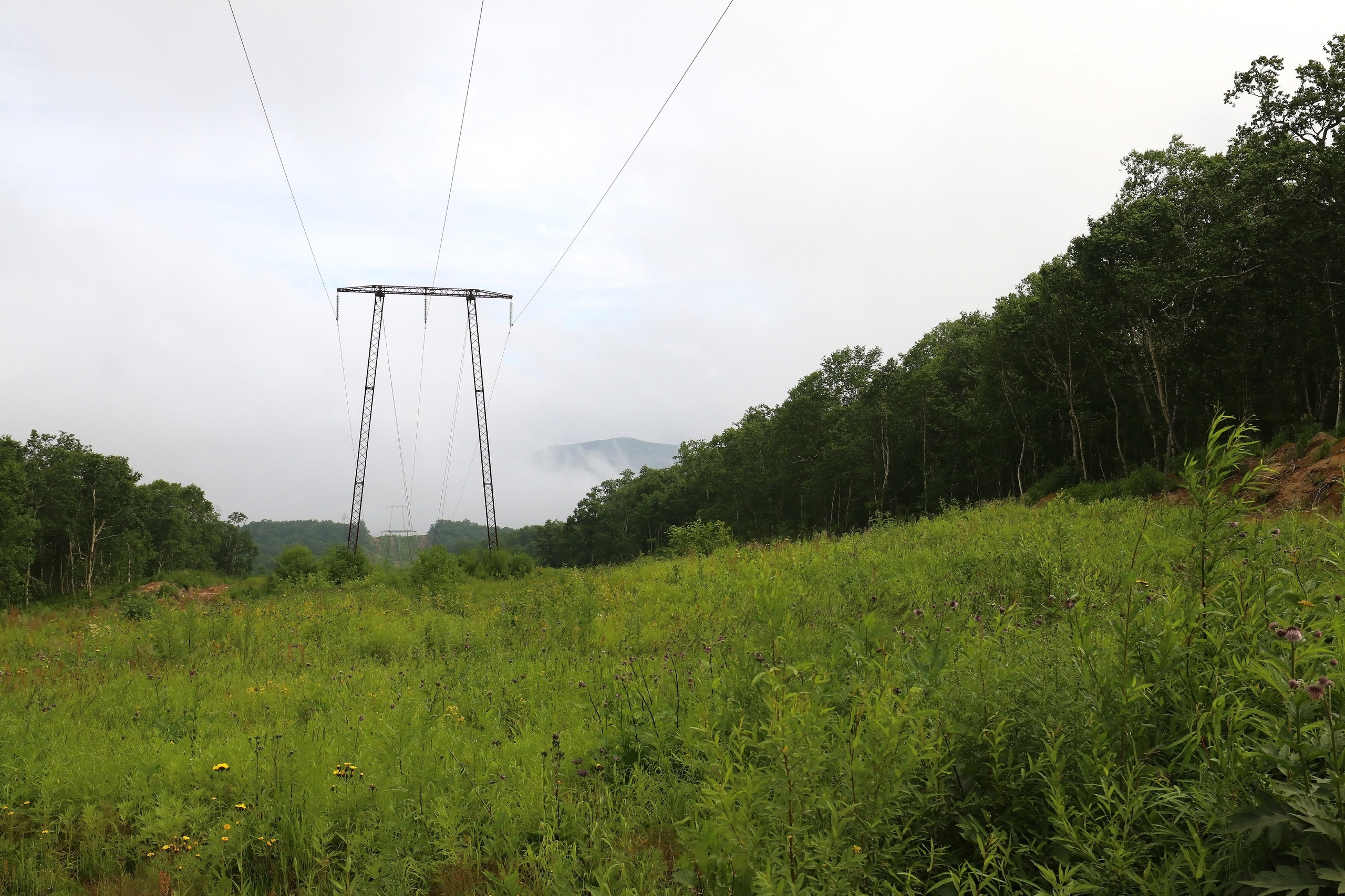 Камчатка и о. Парамушир. Июль 2024. Путешественник-фотограф из Санкт-Петербурга Татьяна Свистулина
