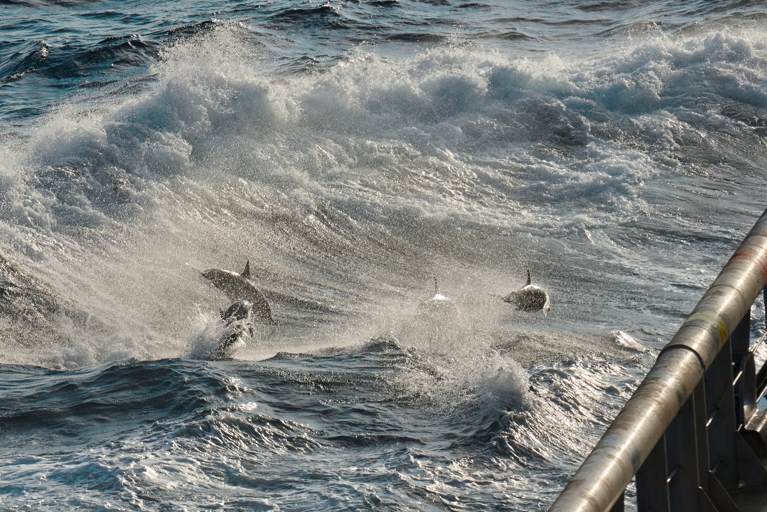 Фотографии животных. Яркие фото на Чёрном море