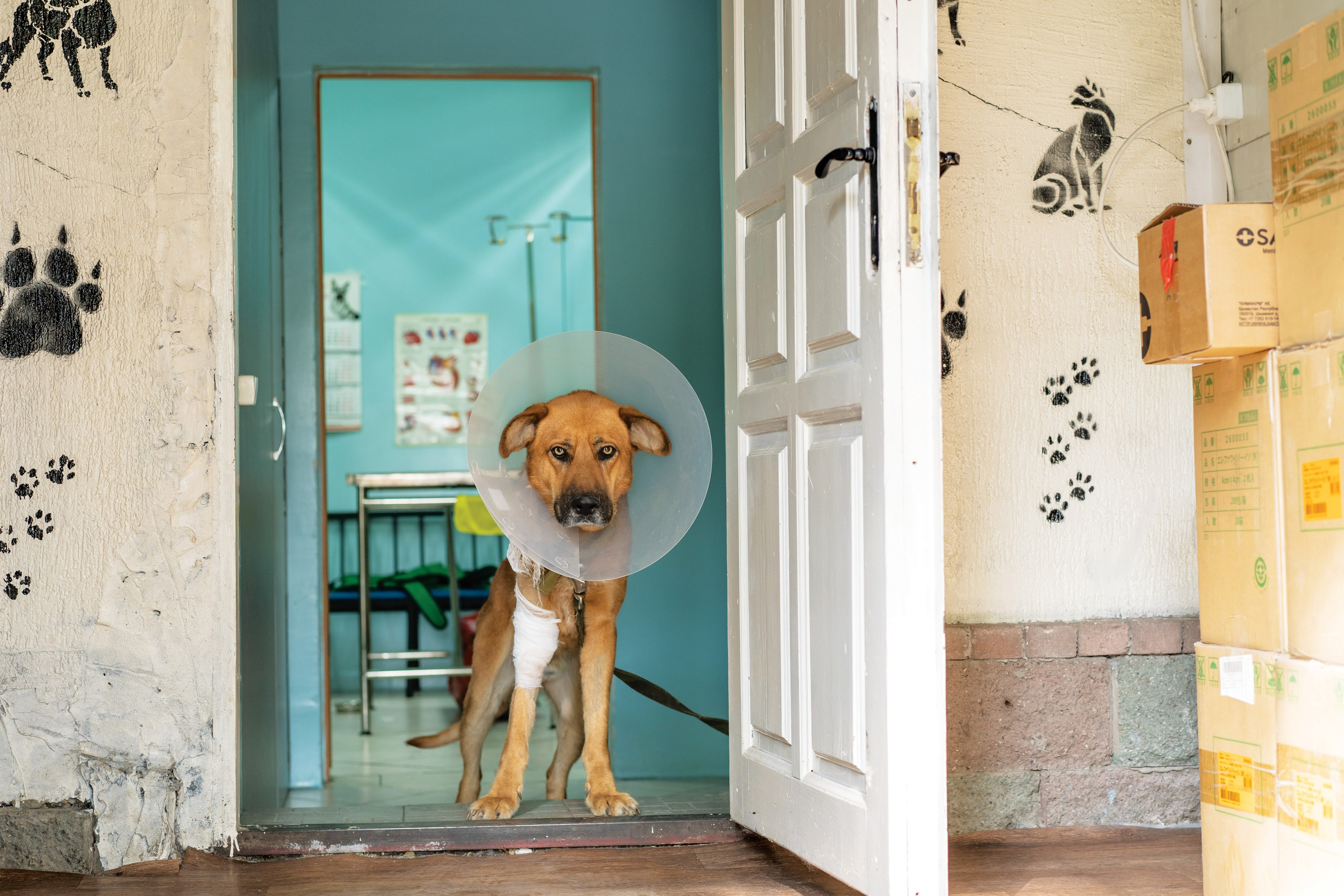 Vet clinic. Nina Petina