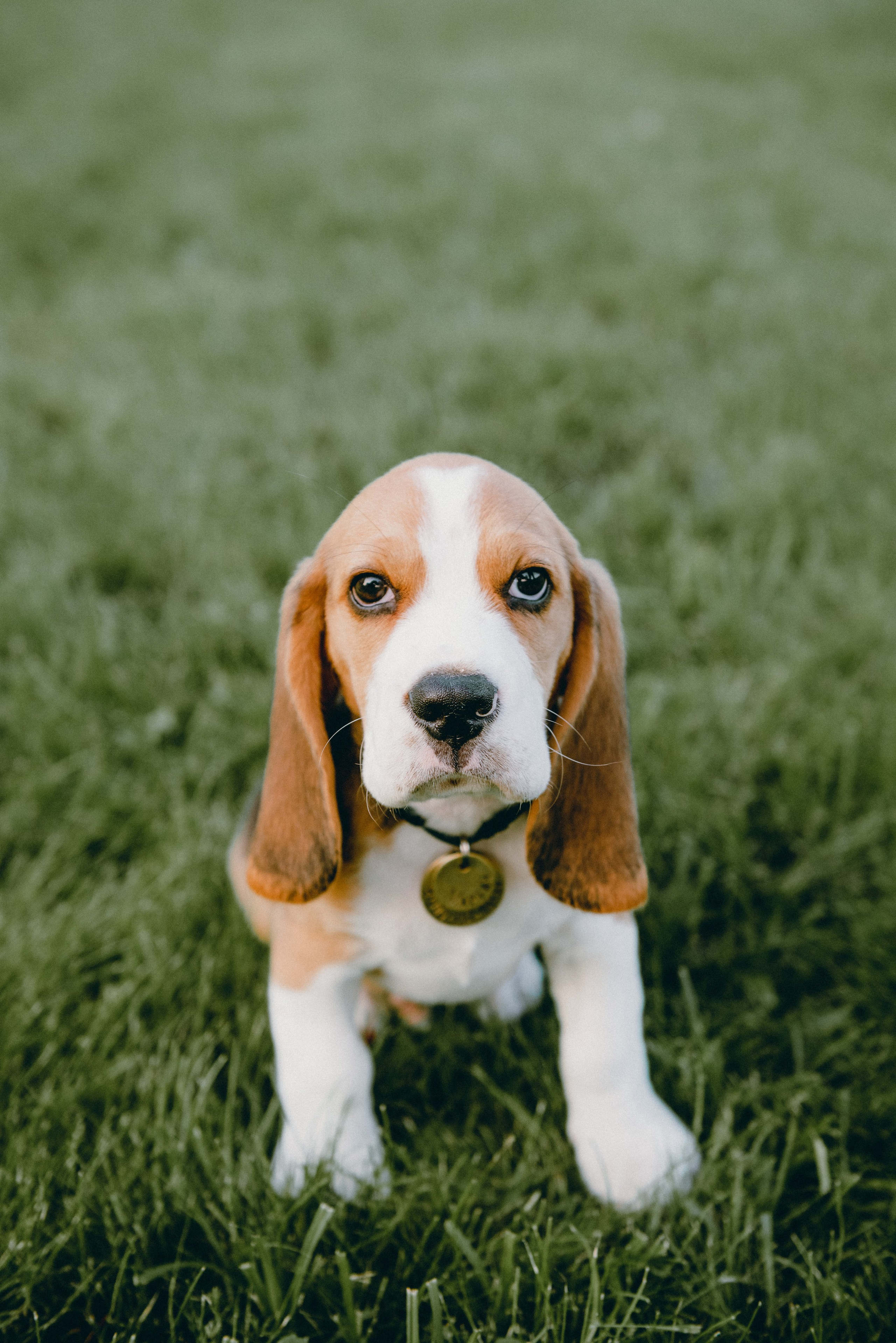 Pets. Фотограф в Москве Daria Lens