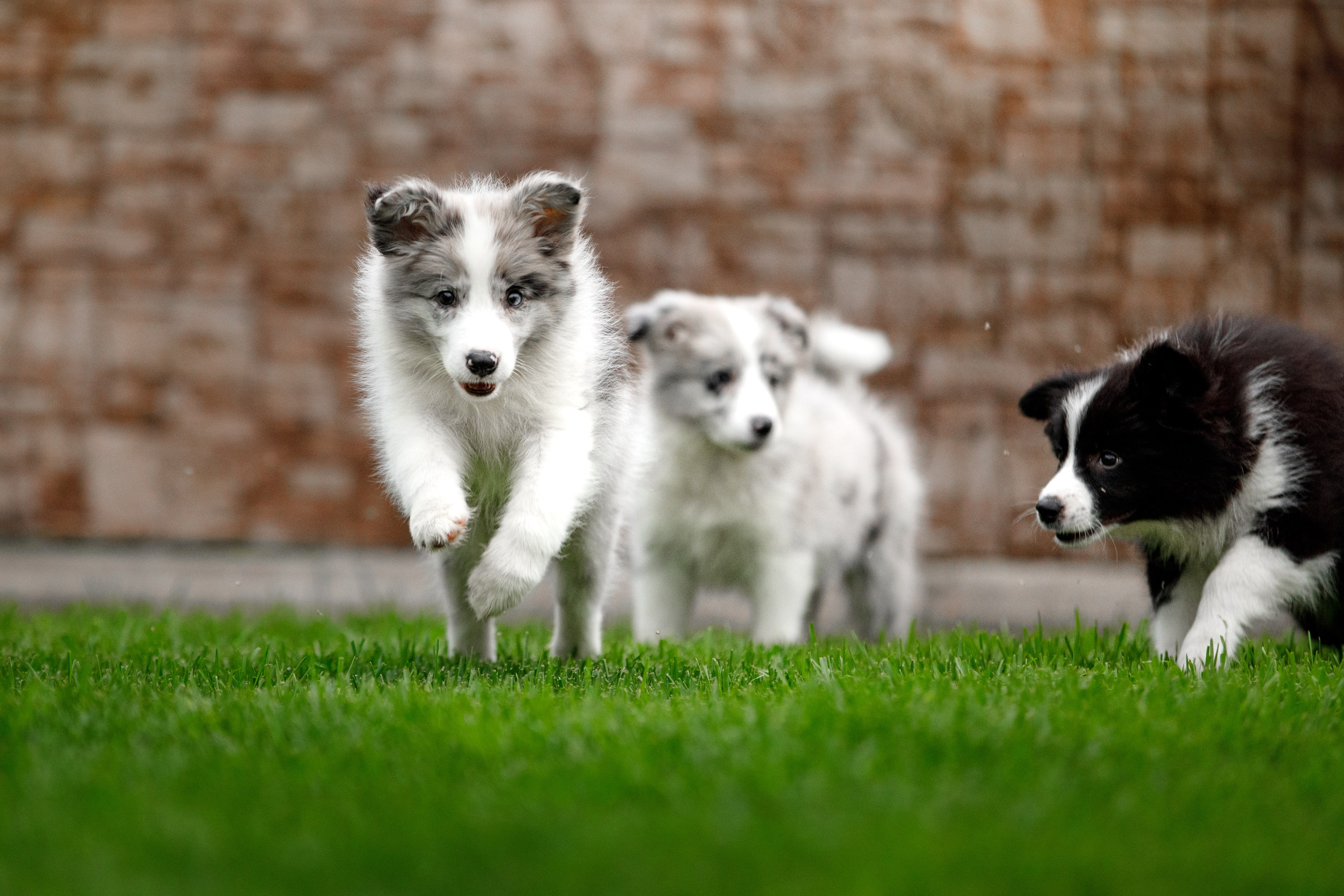 Болтовня в саду. О нас