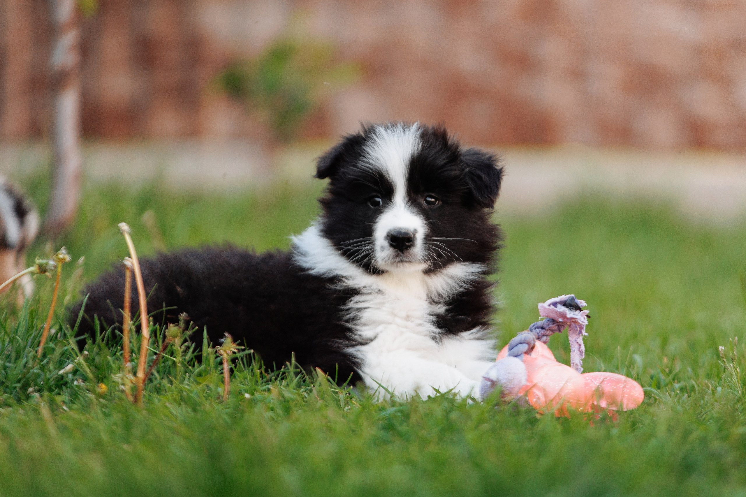 Пушистое. О нас