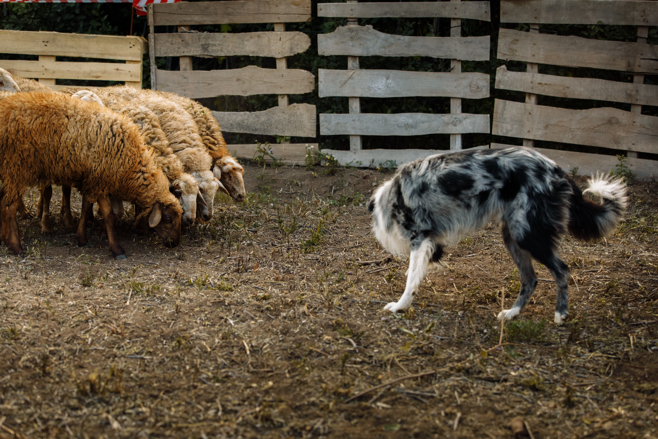 Овечий день. О нас