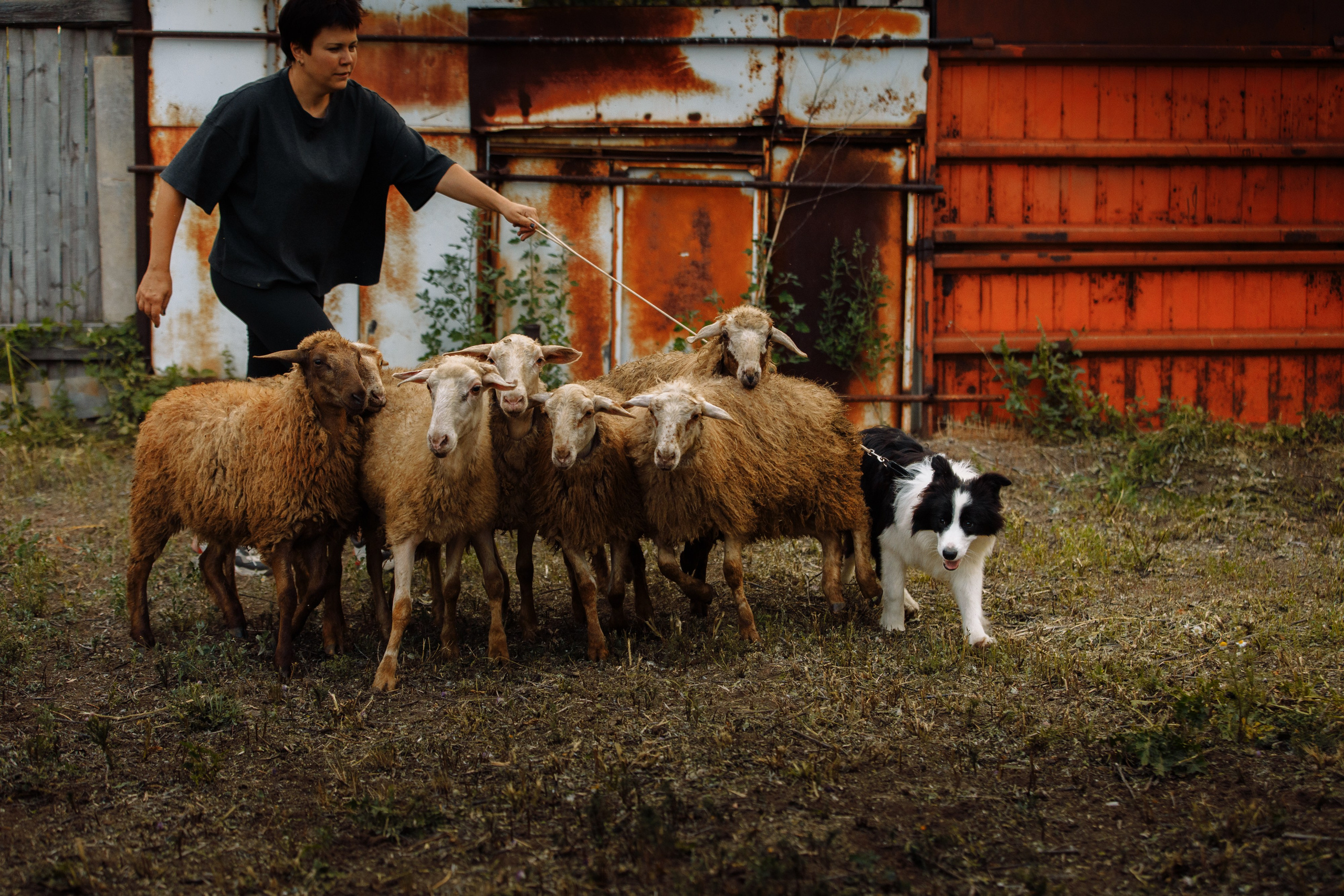 Овечий день. О нас