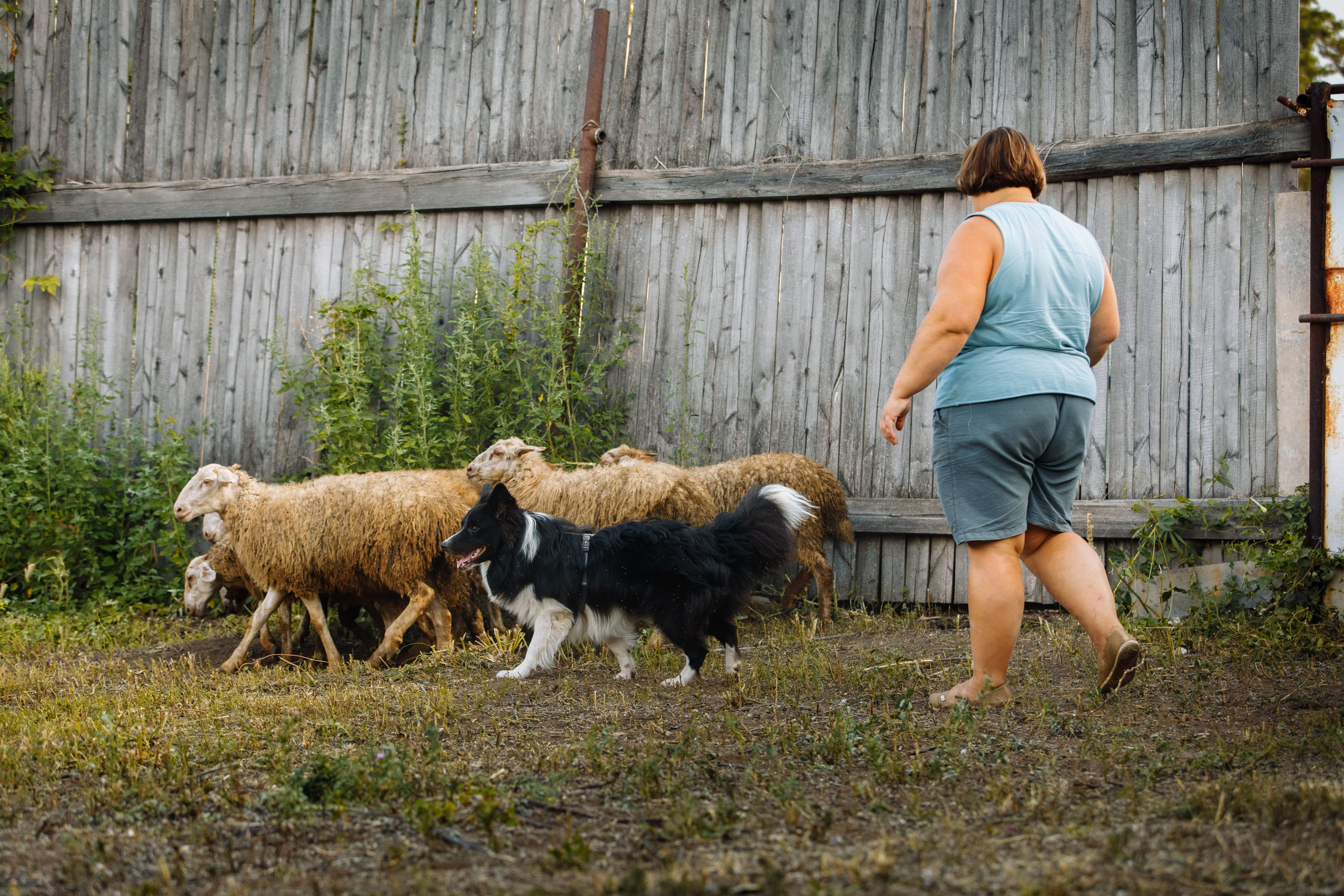 Овечий день. О нас