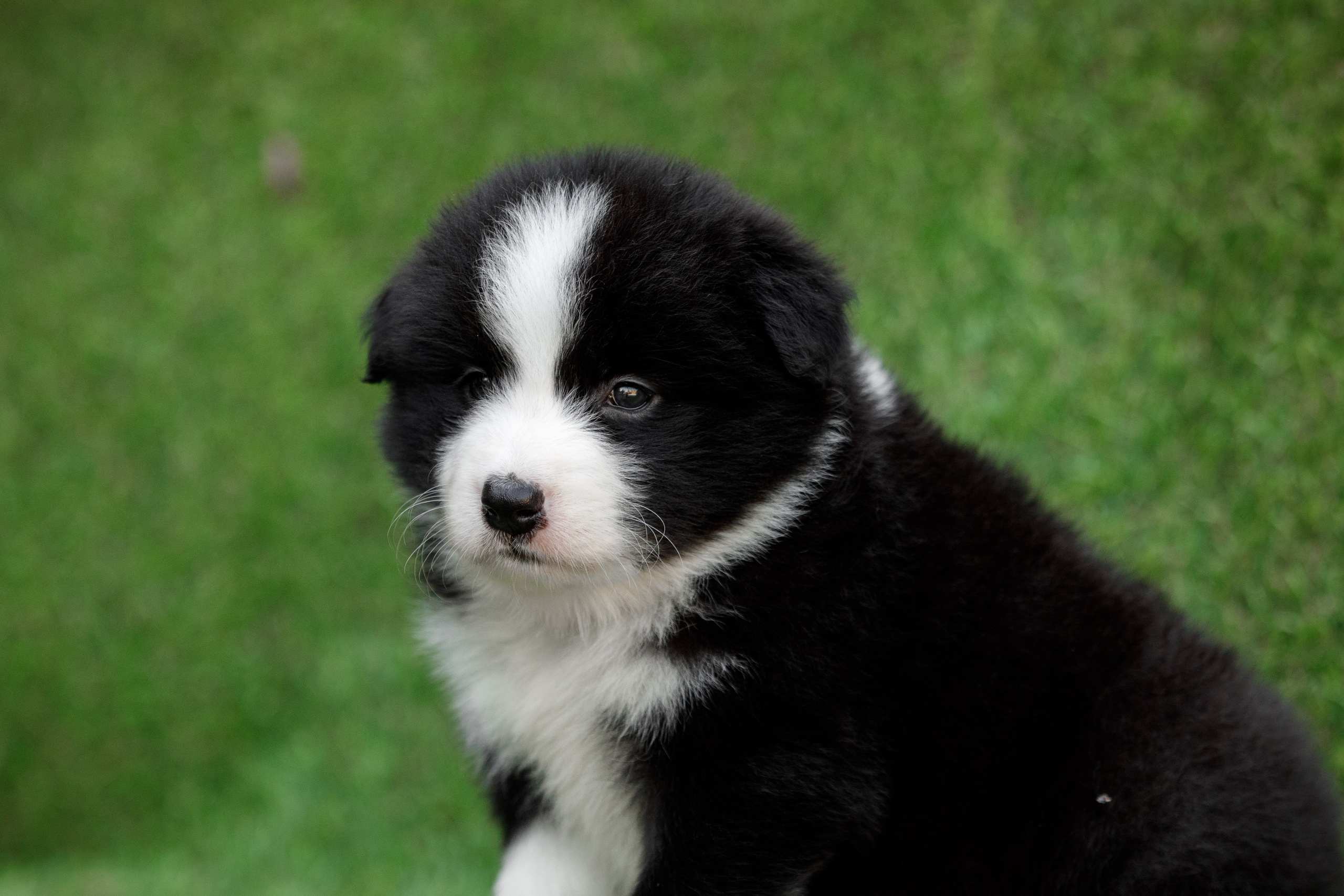 Смешарики. О нас