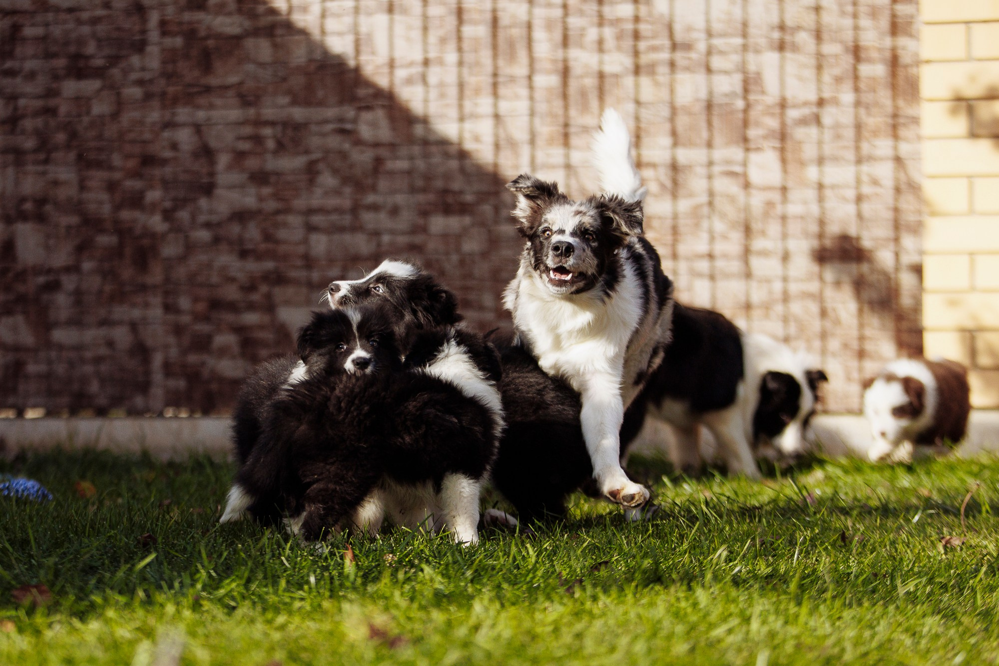 У дома с большой компанией от мала до велика. О нас