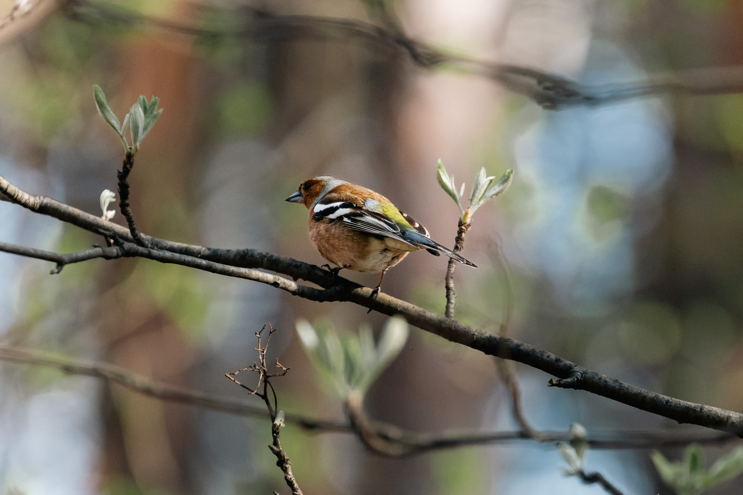 Георгий Кравченко. Инженер и орнитолог. Репортажный фотограф Наталья Лапцевич