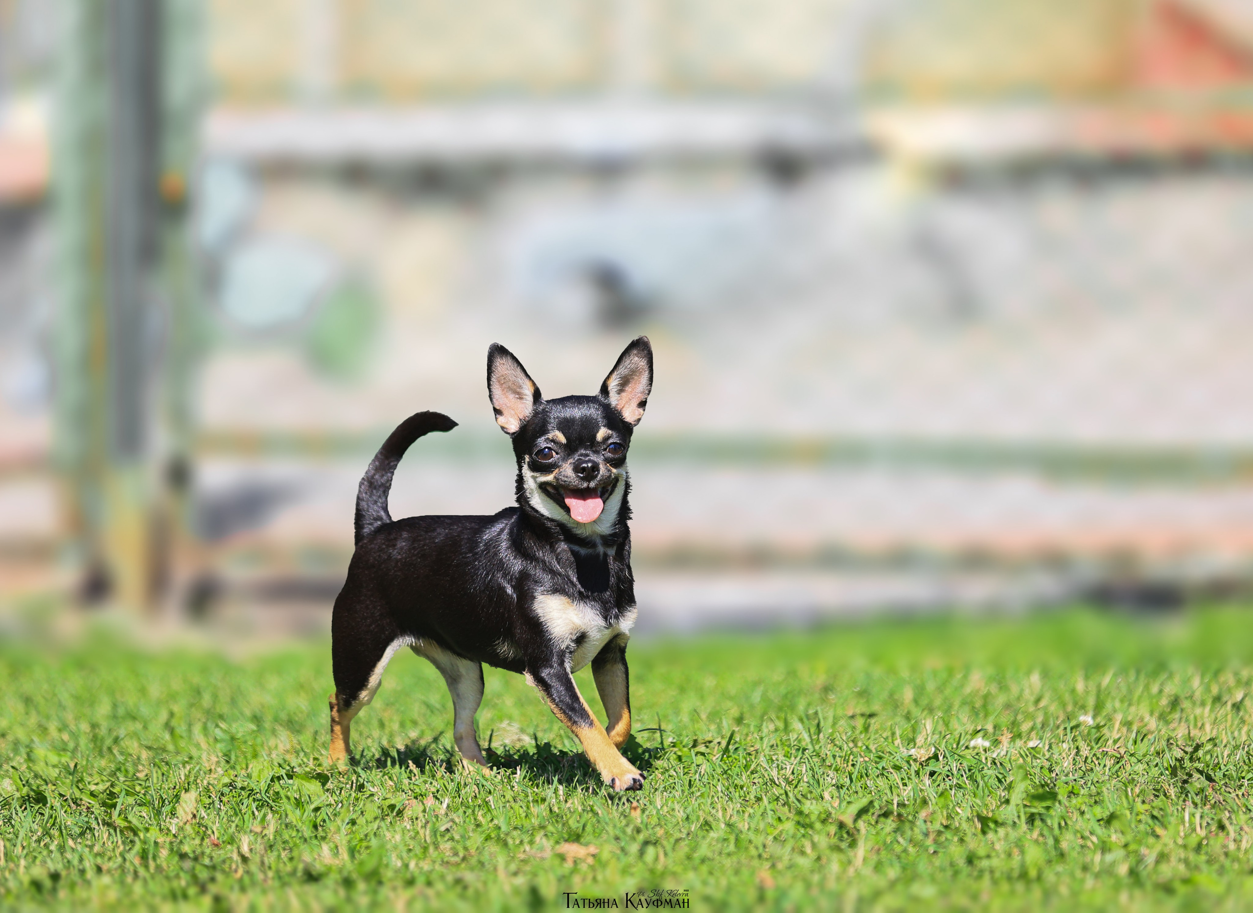 Чухуа хуа, собака в цветах, красивая собака, фотограф анималист, фотокурс Анималистика, научиться фотографировать собак, фотограф Новосибирск