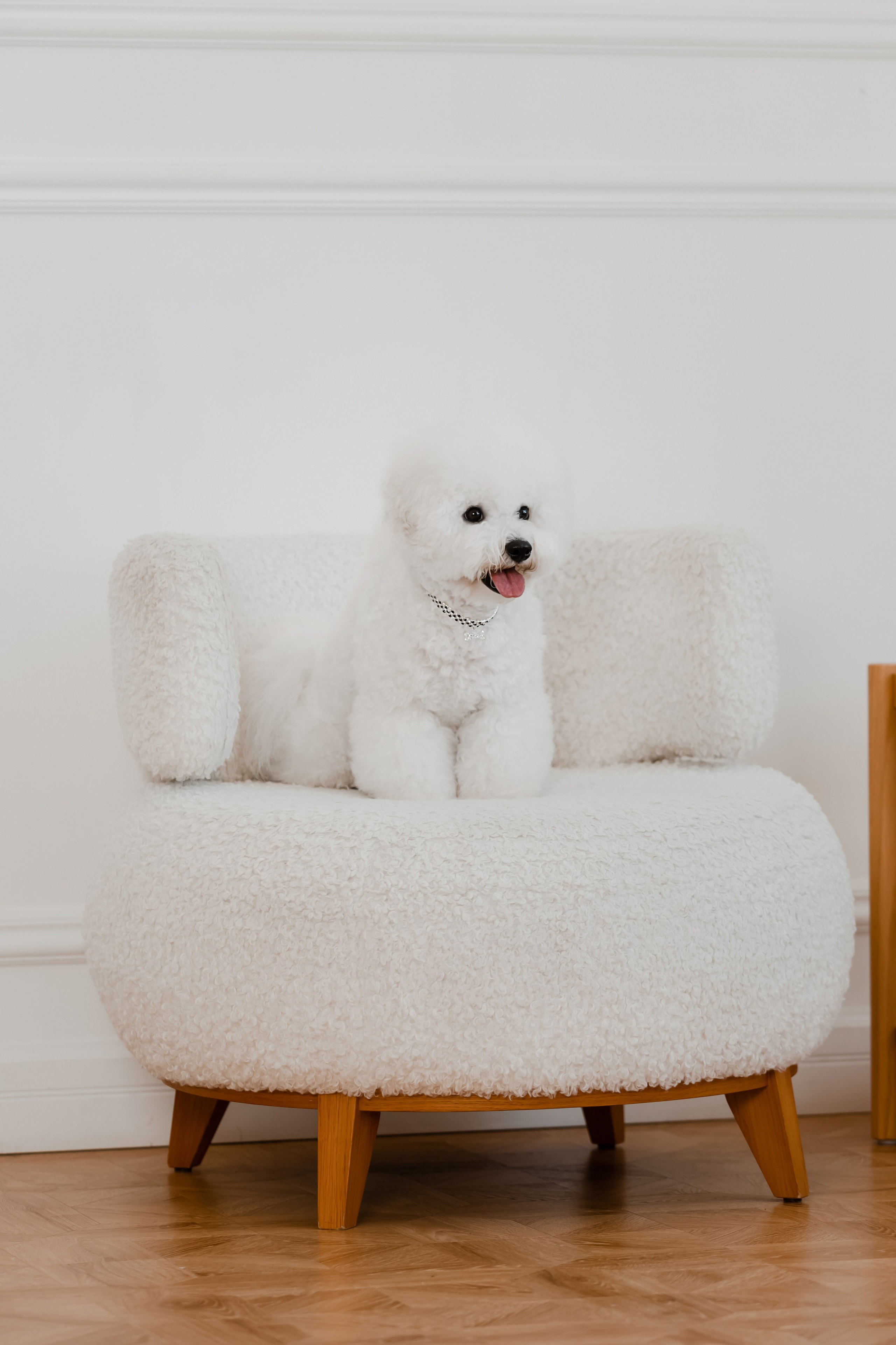 Бишон-фризе. Фотограф-анималист в Краснодаре Маша Мельникова