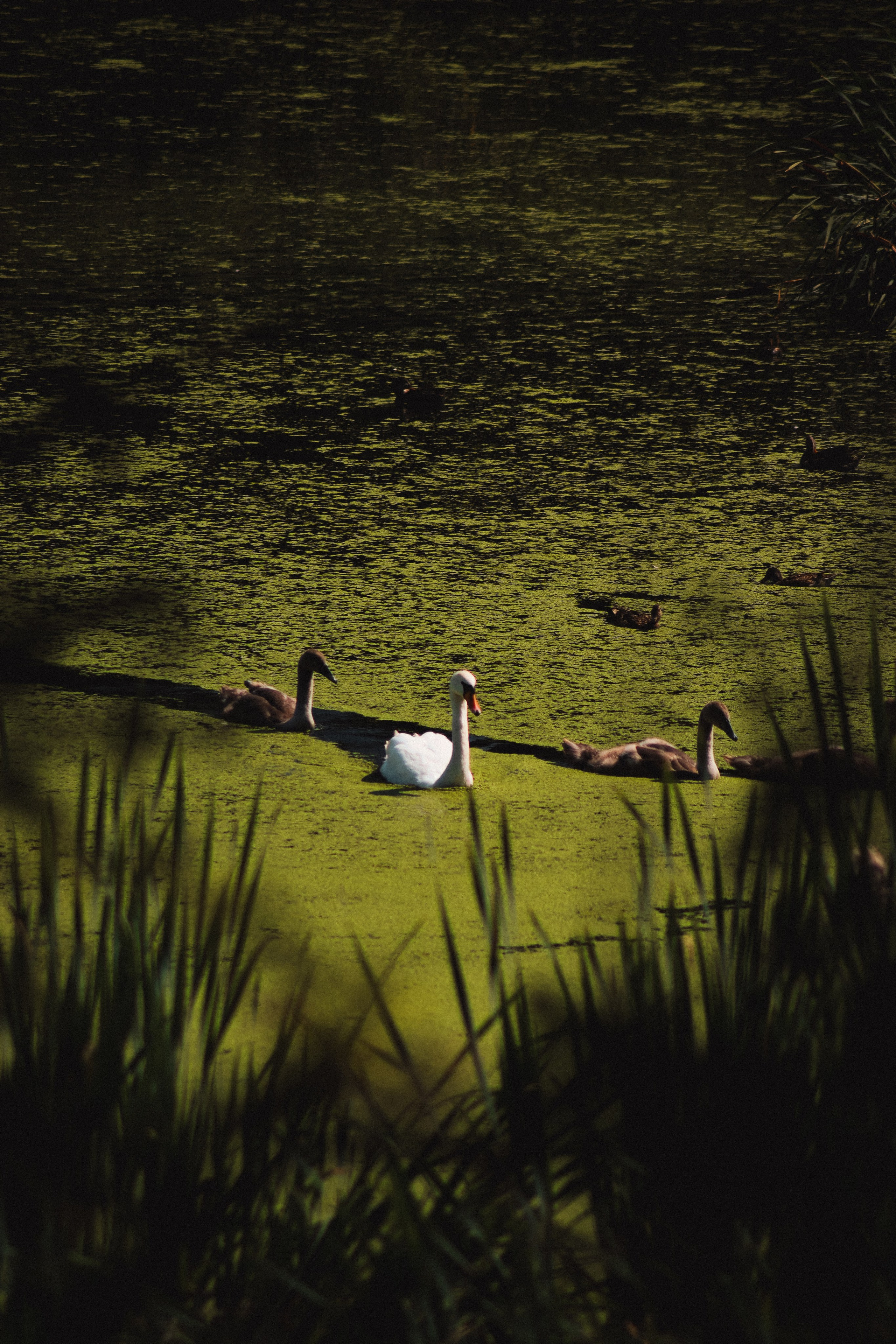 Р А З Н А Я — Ж И В Н О С Т Ь. — Digital Noise —