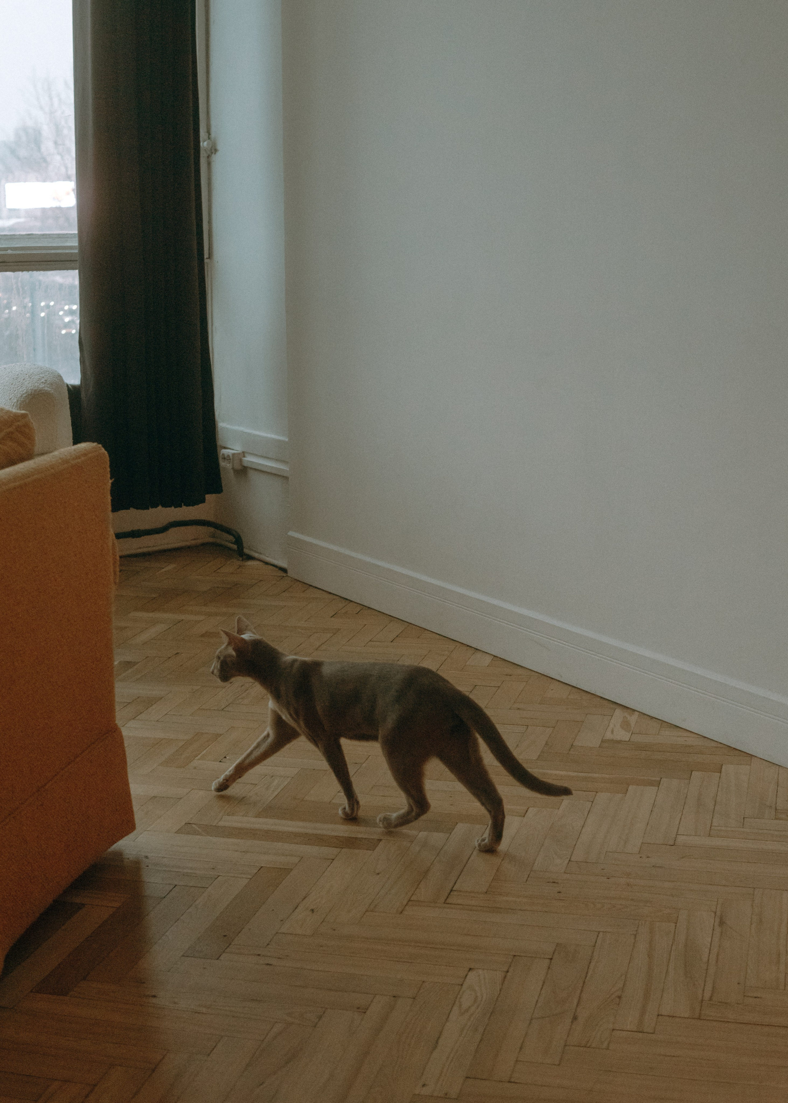 Амина, Булат и Орион. Фотограф-анималист Ксения Воробьева, Москва