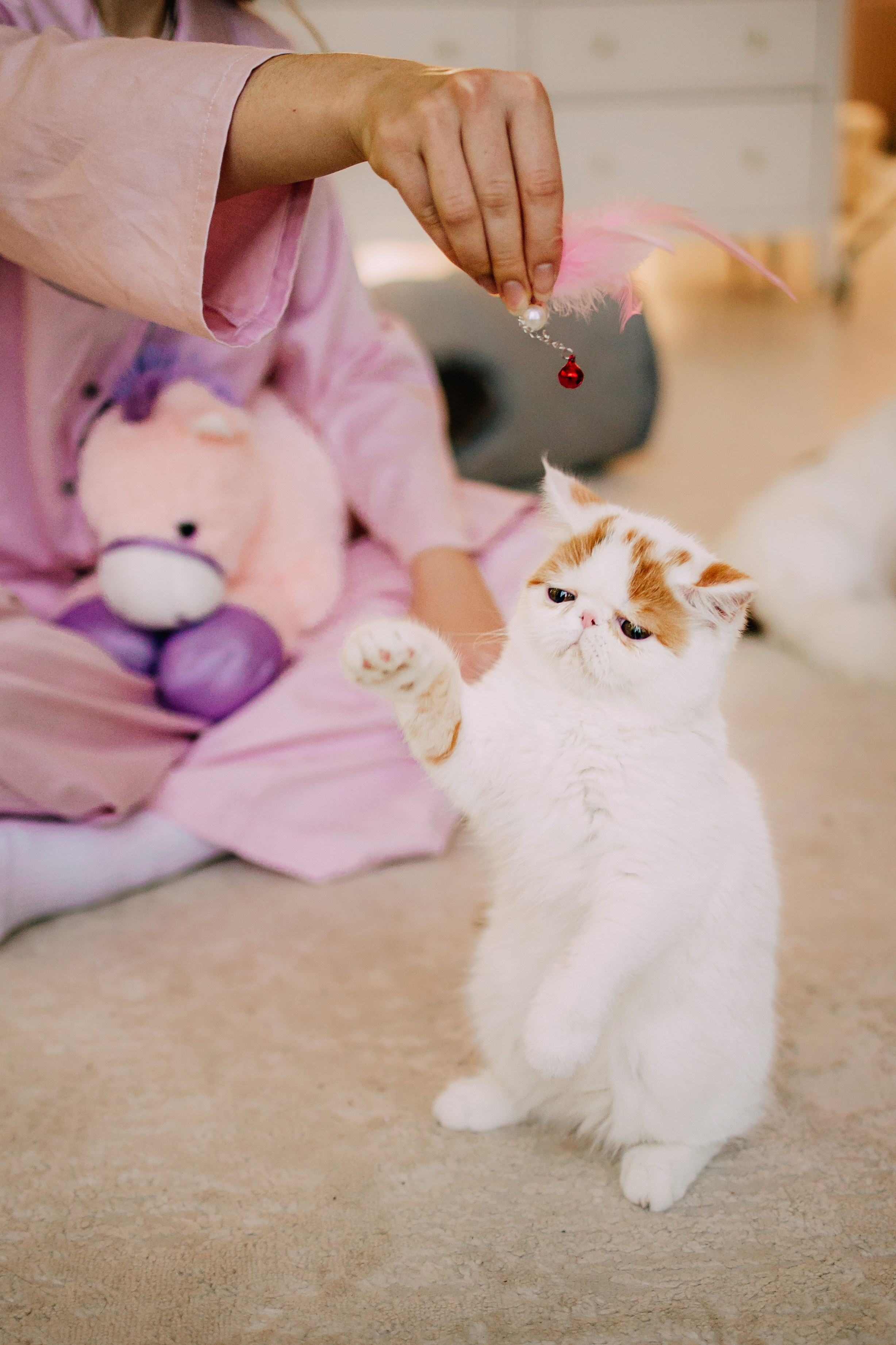 Султан, Мэй Мэй и Шанталь и их семья