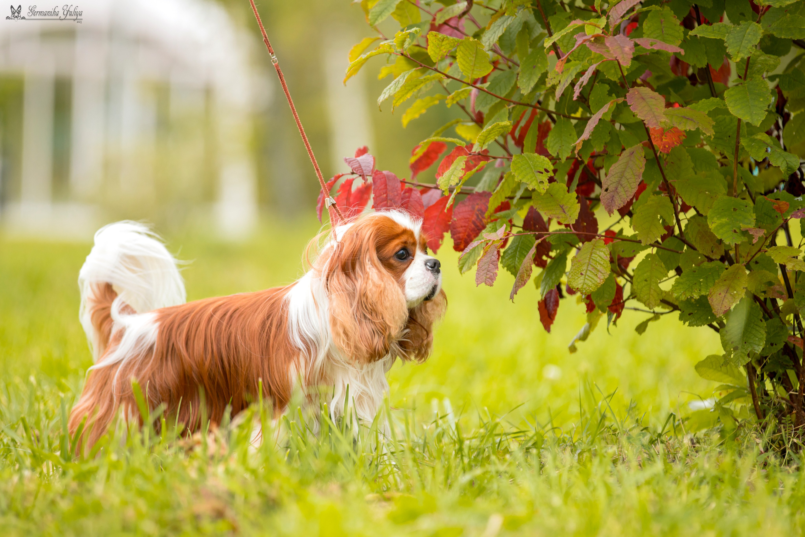 Переславль 9-10.09.2023. Фотограф-анималист Юлия Германика