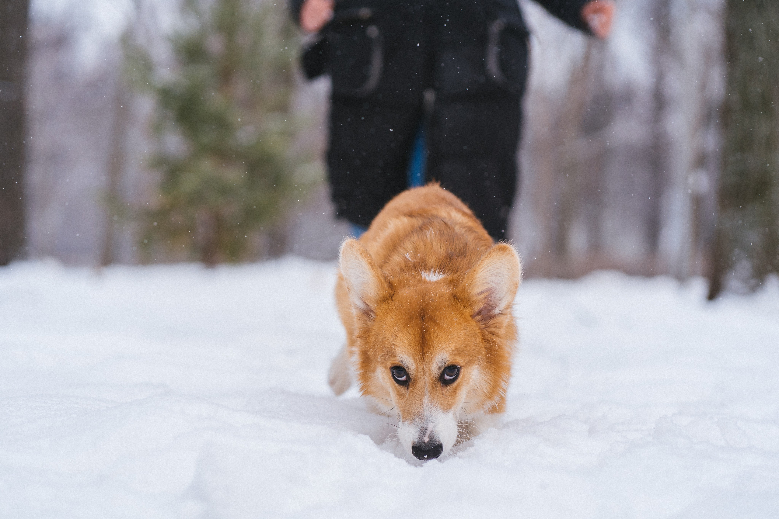 Агата и Лайк. Свадебный фотограф в Москве Анна Полушина