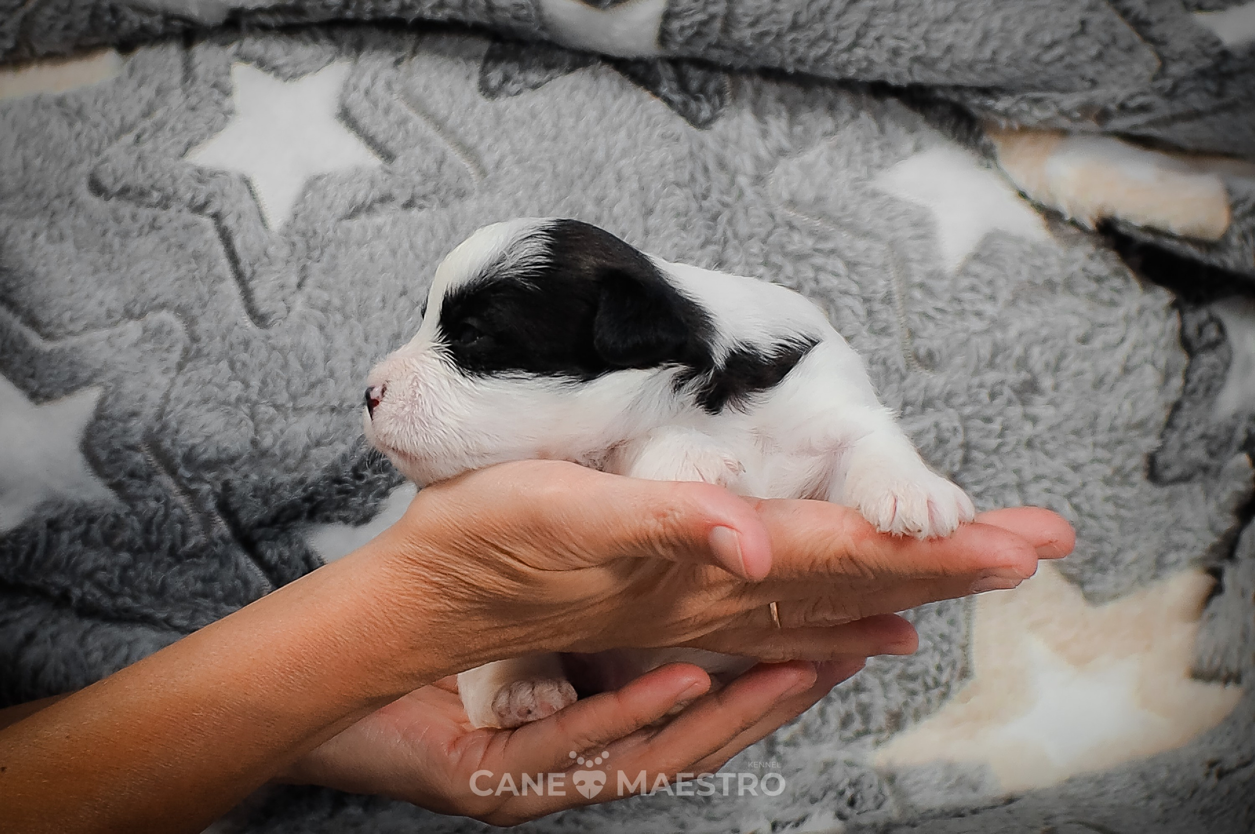 КОБZ_4_ЧБ_27_08_25. CANE MAESTRO — kennel Jack Russell Terrier